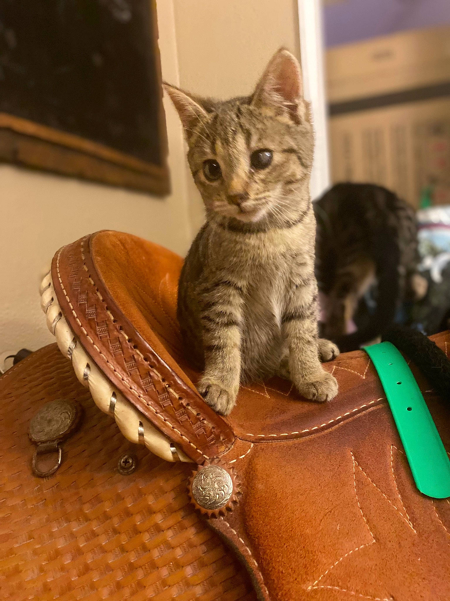Daisy joined the competition — help win amazing prizes! carnivore, cat, cat_supply, chair, collar, comfort, eyewear, fawn, felidae, fur, glasses, goggles, luggage_and_bags, picture_frame, shoulder_bag, small_to_medium_sized_cats, strap, sunglasses, tail, whiskers