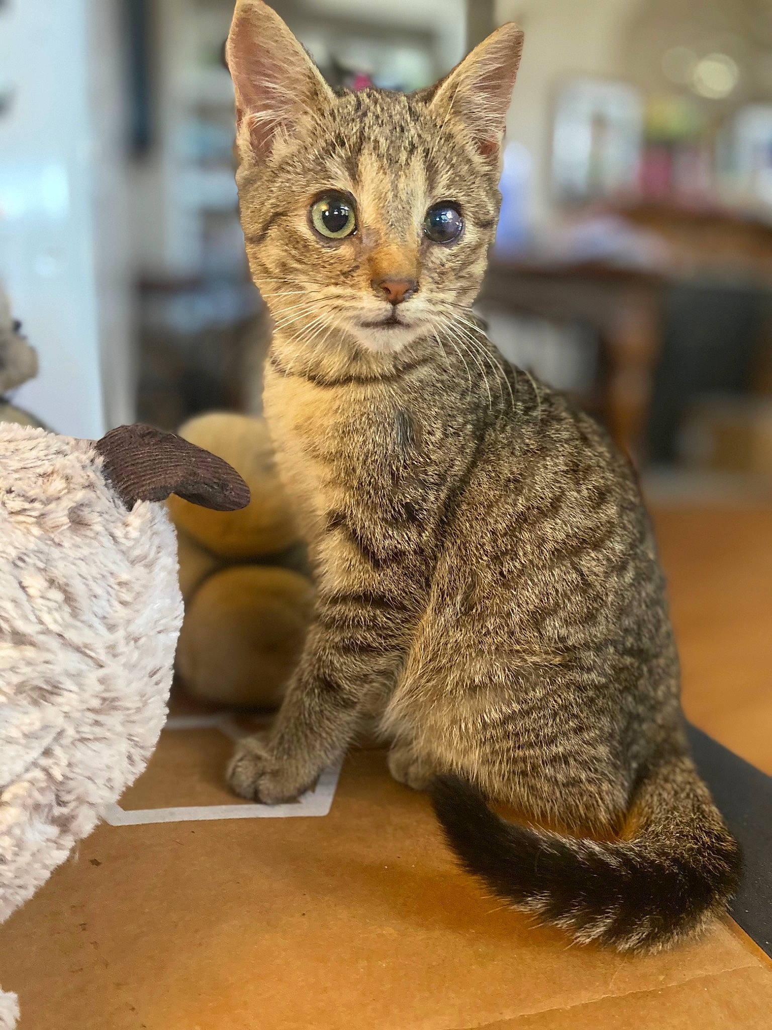 Daisy is registered to the contest to win money with this photo: carnivore, cat, claw, domestic_short_haired_cat, felidae, fur, paw, sitting, small_to_medium_sized_cats, snout, tail, terrestrial_animal, whiskers, wildlife