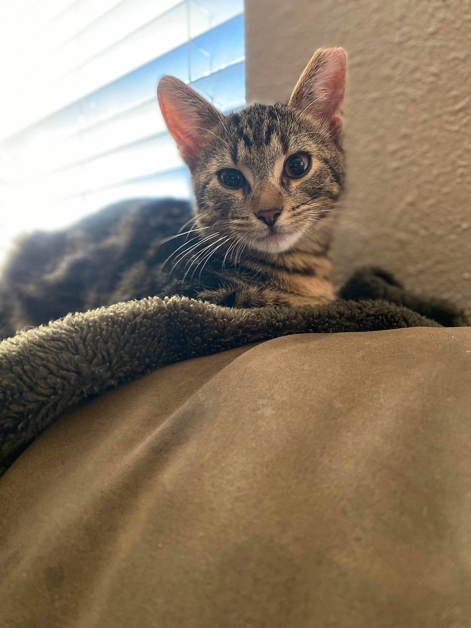 Roscoe joined the competition — help win amazing prizes! carnivore, cat, claw, comfort, domestic_short_haired_cat, fawn, felidae, fur, grey, linens, paw, sand, small_to_medium_sized_cats, snout, tail, terrestrial_animal, tree, whiskers, wildlife, window