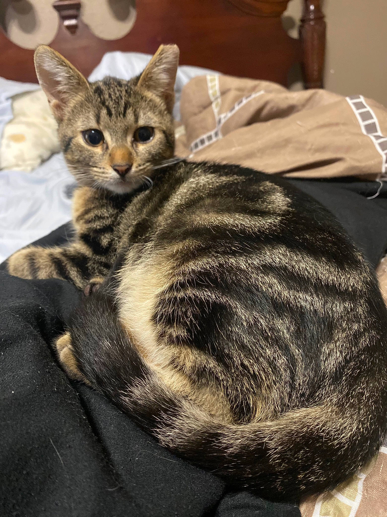 Roscoe joined the competition — help win amazing prizes! carnivore, cat, claw, comfort, domestic_short_haired_cat, felidae, fur, grey, sitting, small_to_medium_sized_cats, snout, terrestrial_animal, whiskers