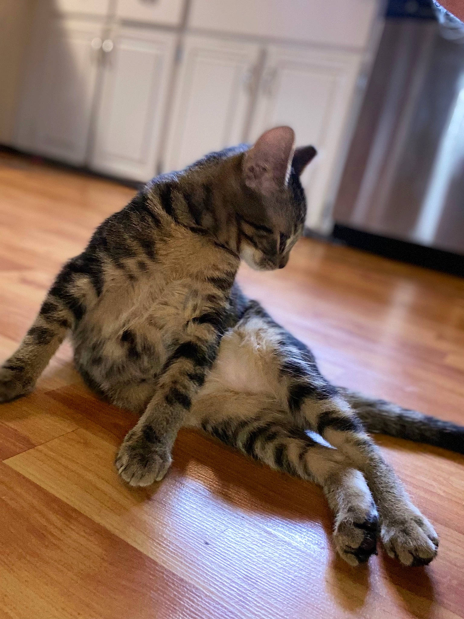 Roscoe joined the competition — help win amazing prizes! carnivore, cat, claw, curtain, domestic_short_haired_cat, felidae, floor, flooring, fur, hardwood, laminate_flooring, mammal, paw, small_to_medium_sized_cats, snout, tail, terrestrial_animal, vertebrate, whiskers, wood