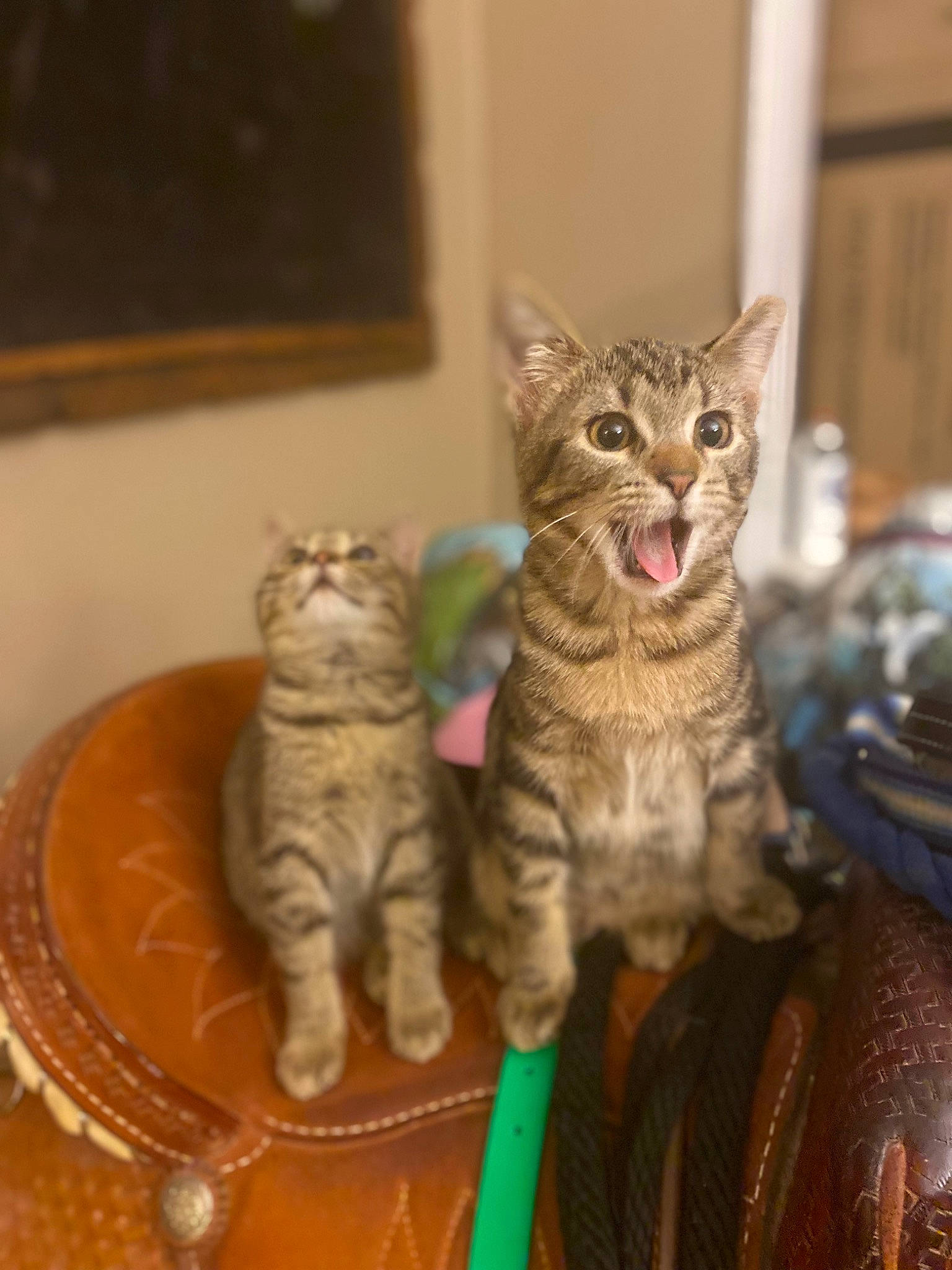 Roscoe is registered to the contest to win money with this photo: carnivore, cat, claw, comfort, domestic_short_haired_cat, fawn, felidae, fur, paw, picture_frame, sitting, small_to_medium_sized_cats, snout, tail, whiskers