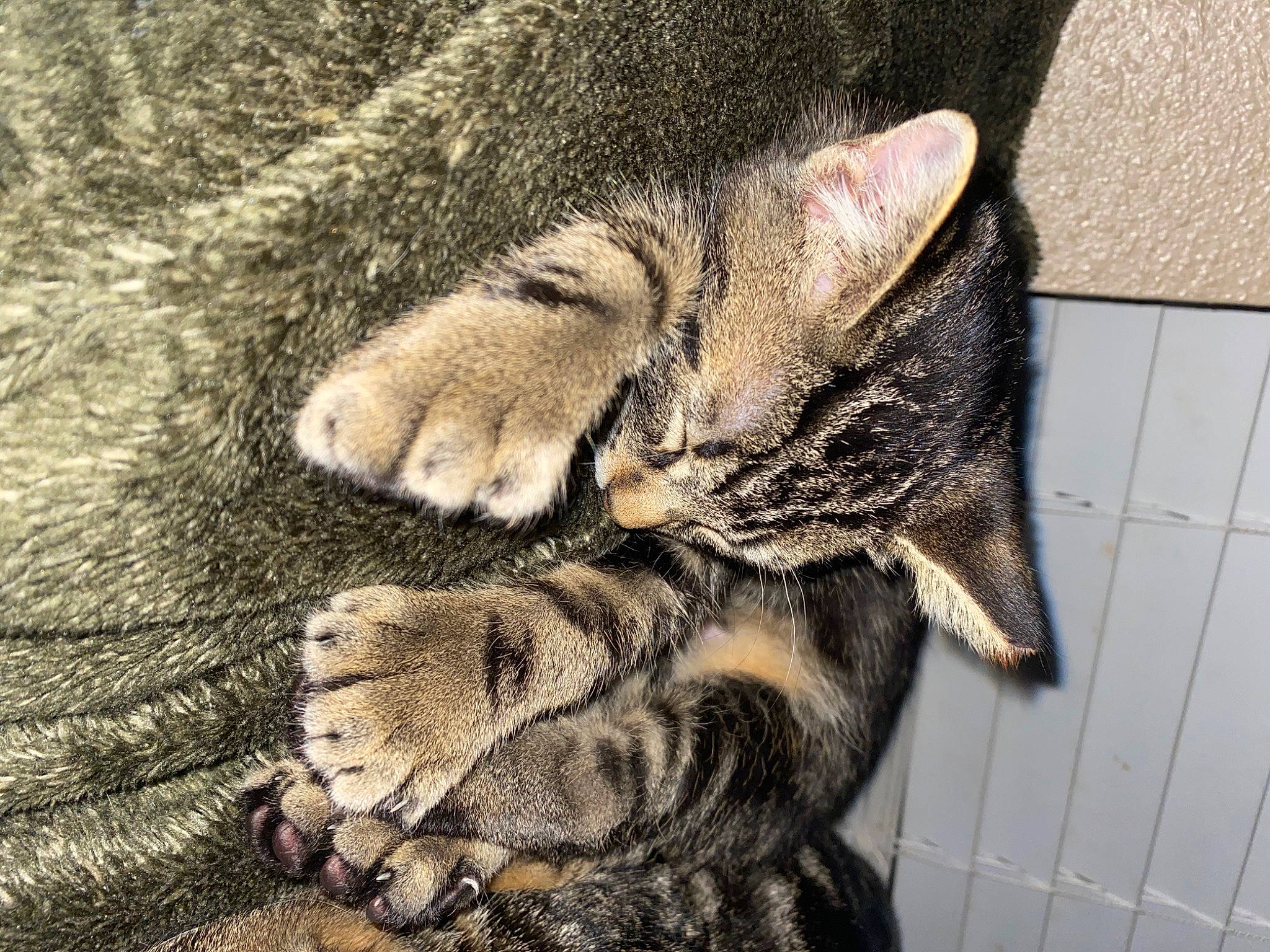 Scooter is registered to the contest to win money with this photo: carnivore, cat, claw, comfort, domestic_short_haired_cat, eye, fawn, felidae, foot, fur, grass, nap, paw, sleep, small_to_medium_sized_cats, snout, tail, terrestrial_animal, whiskers, wildlife