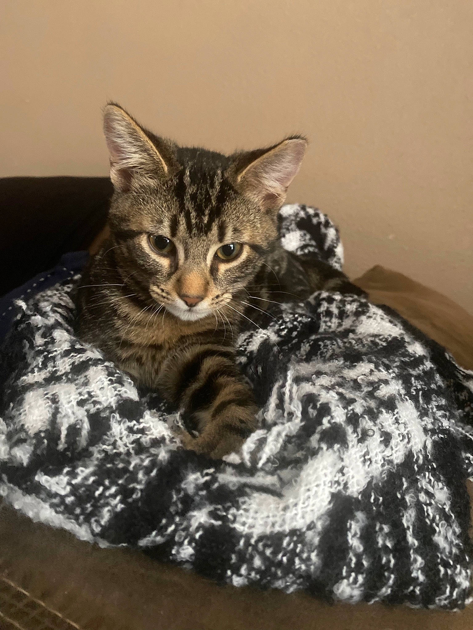 Scooter is registered to the contest to win money with this photo: bed, carnivore, cat, cat_supply, claw, comfort, domestic_short_haired_cat, felidae, fur, paw, sitting, small_to_medium_sized_cats, snout, tail, terrestrial_animal, tree, whiskers, wildlife