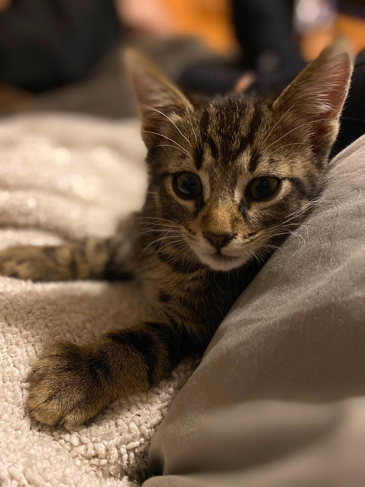 Scooter joined the competition — help win amazing prizes! carnivore, cat, claw, close_up, comfort, domestic_short_haired_cat, eye, felidae, fur, grey, head, human_body, monochrome_photography, paw, small_to_medium_sized_cats, snout, terrestrial_animal, tree, whiskers, wildlife