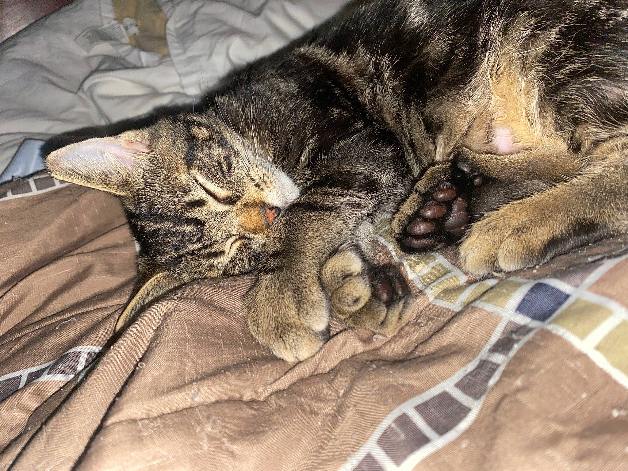 Scooter joined the competition — help win amazing prizes! bed, bedding, carnivore, cat, claw, comfort, domestic_short_haired_cat, felidae, fur, grey, linens, nap, pattern, paw, small_to_medium_sized_cats, snout, tail, textile, whiskers, wood