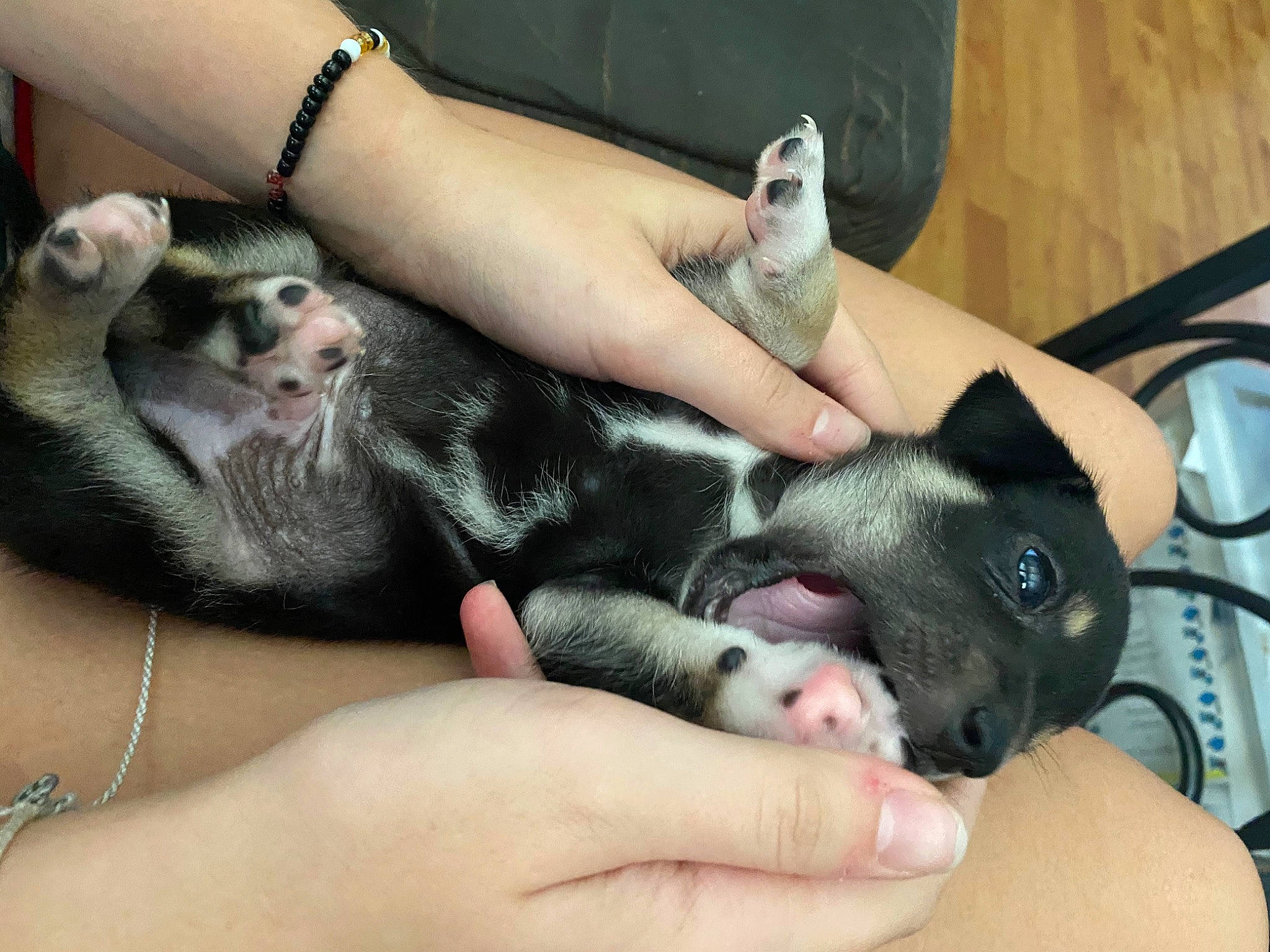 Tyson is registered to the contest to win money with this photo: carnivore, comfort, companion_dog, dog, dog_breed, fawn, finger, foot, fur, gesture, hand, human_leg, lap, nail, paw, snout, thumb, toe, watch, wrist