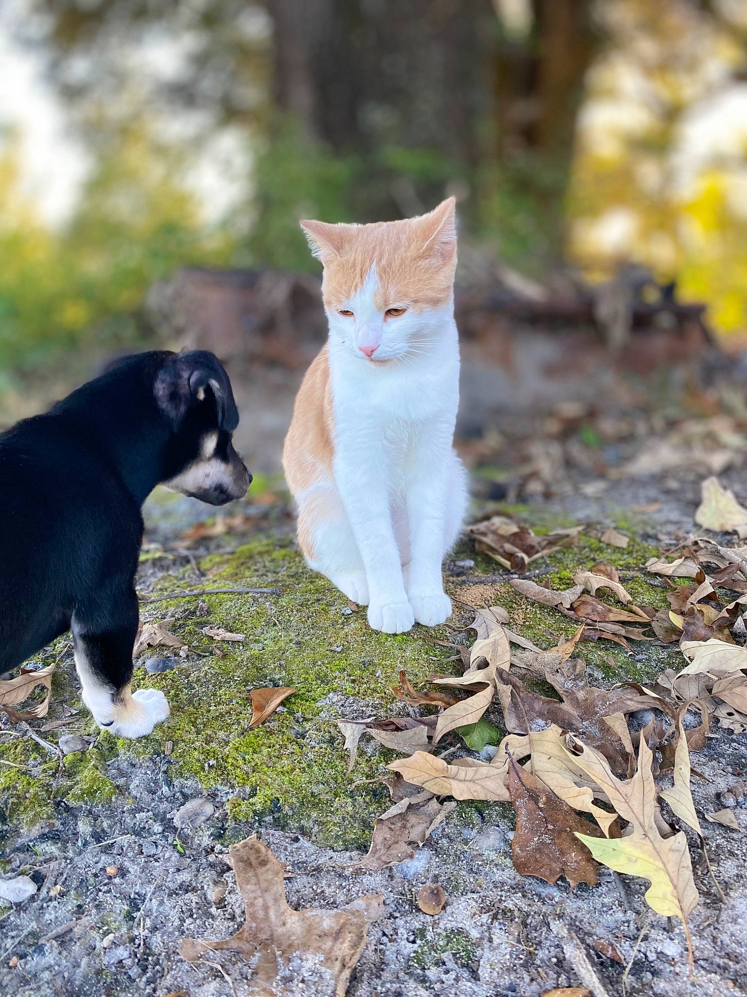 Tyson joined the competition — help win amazing prizes! carnivore, cat, domestic_short_haired_cat, eye, fawn, felidae, fur, grass, grey, nature, plant, small_to_medium_sized_cats, snout, tail, terrestrial_animal, tree, trunk, whiskers, wildlife, wood