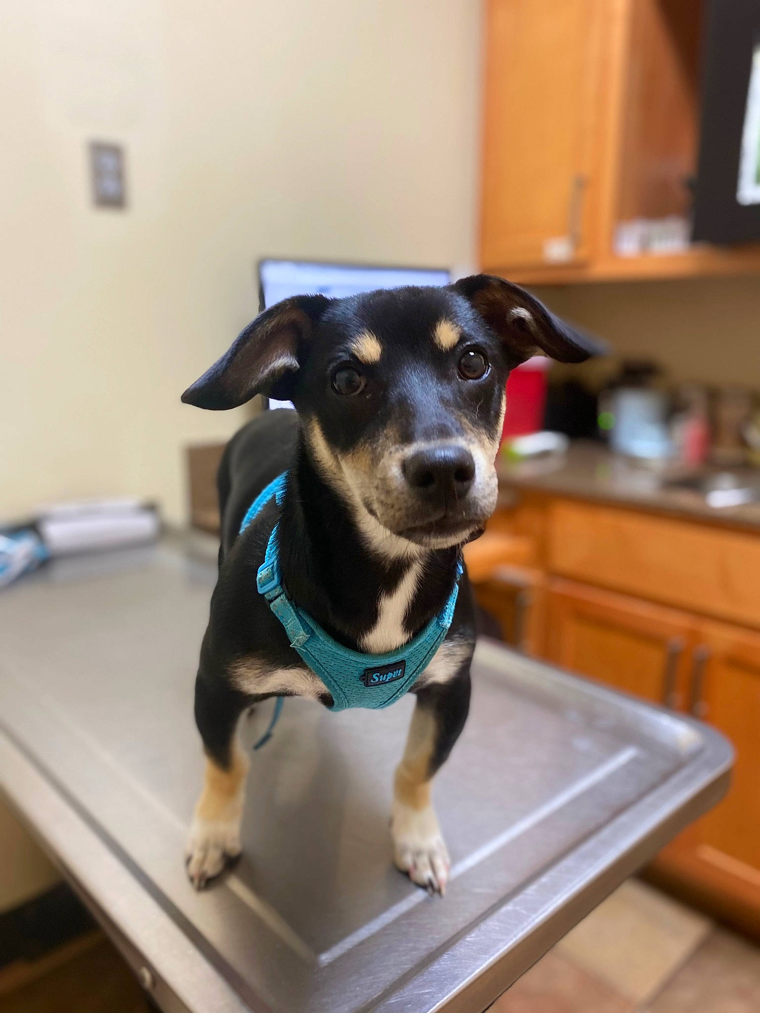 Tyson joined the competition — help win amazing prizes! cabinetry, carnivore, collar, companion_dog, cupboard, desk, dog, dog_breed, dog_clothes, dog_collar, dog_supply, drawer, floor, flooring, shelf, snout, table, toy_dog, whiskers, working_animal