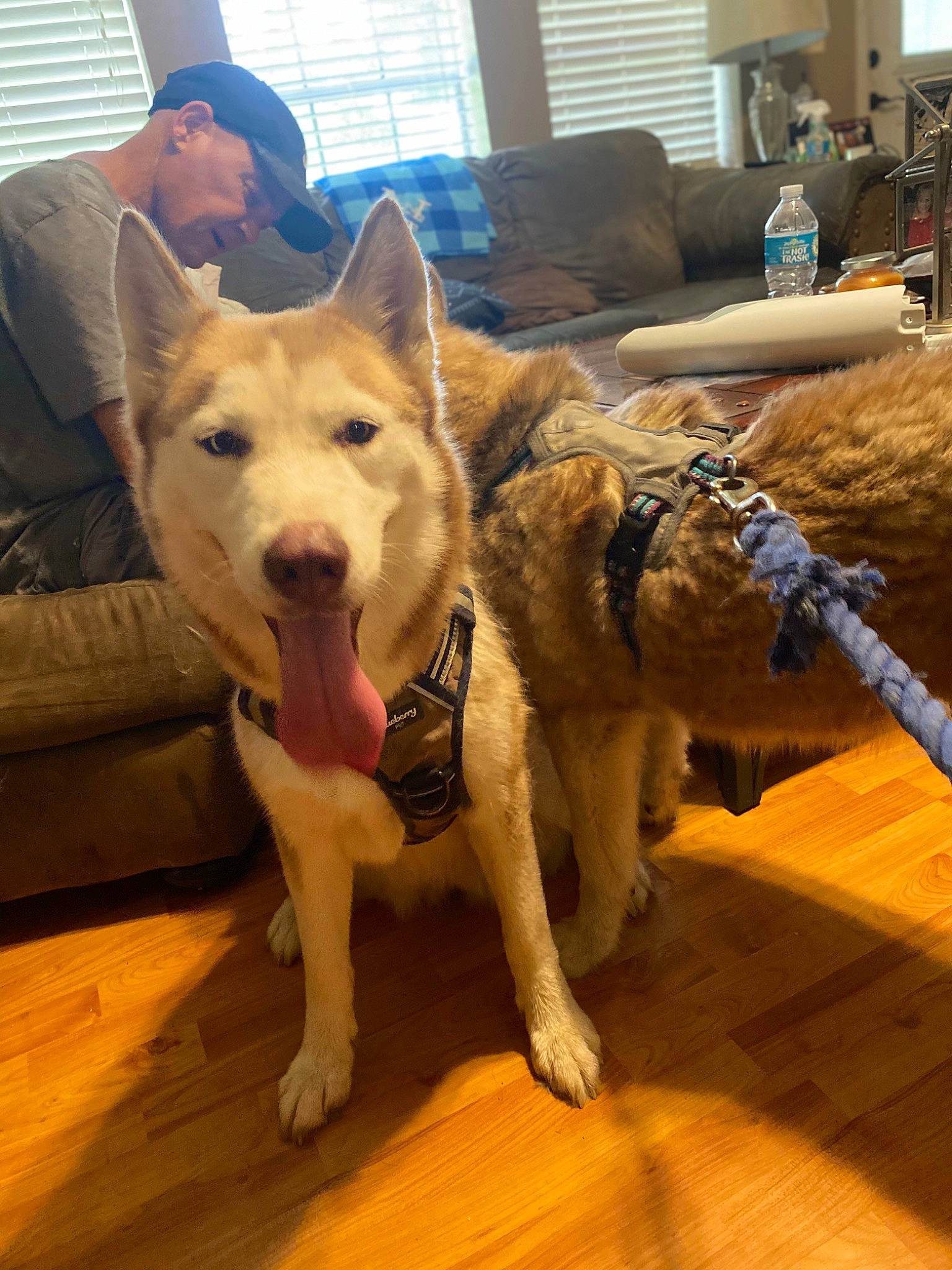 Sierra joined the competition — help win amazing prizes! canidae, carnivore, companion_dog, dog, dog_breed, fawn, flooring, fur, hardwood, herding_dog, selfie, snout, sporting_group, tail, window, window_blind, wood, wood_flooring, working_animal, working_dog