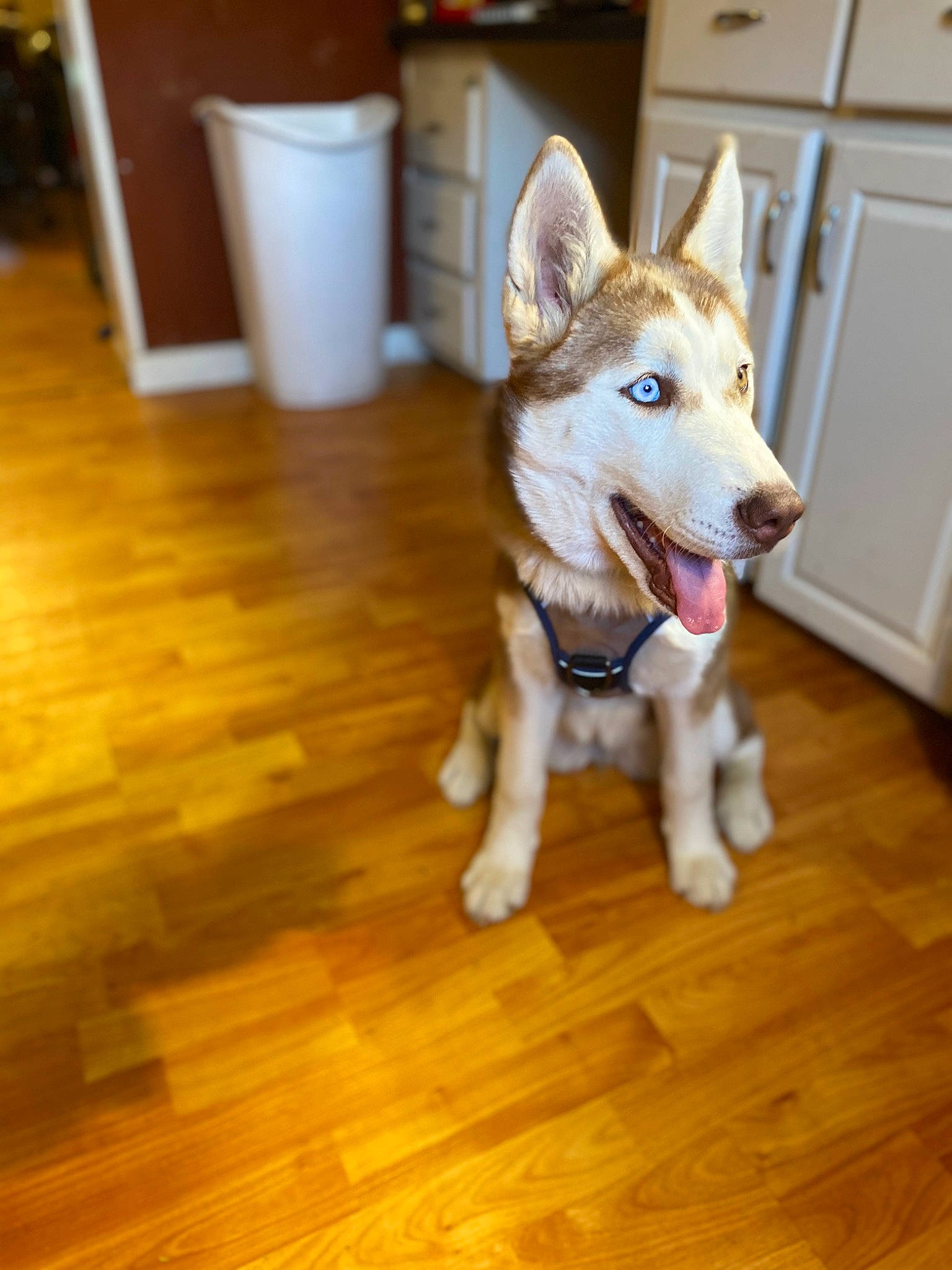 Sierra is registered to the contest to win money with this photo: canidae, carnivore, companion_dog, dog, dog_breed, door, fawn, floor, flooring, fur, hardwood, laminate_flooring, snout, sporting_group, tail, varnish, whiskers, wood, wood_flooring, wood_stain