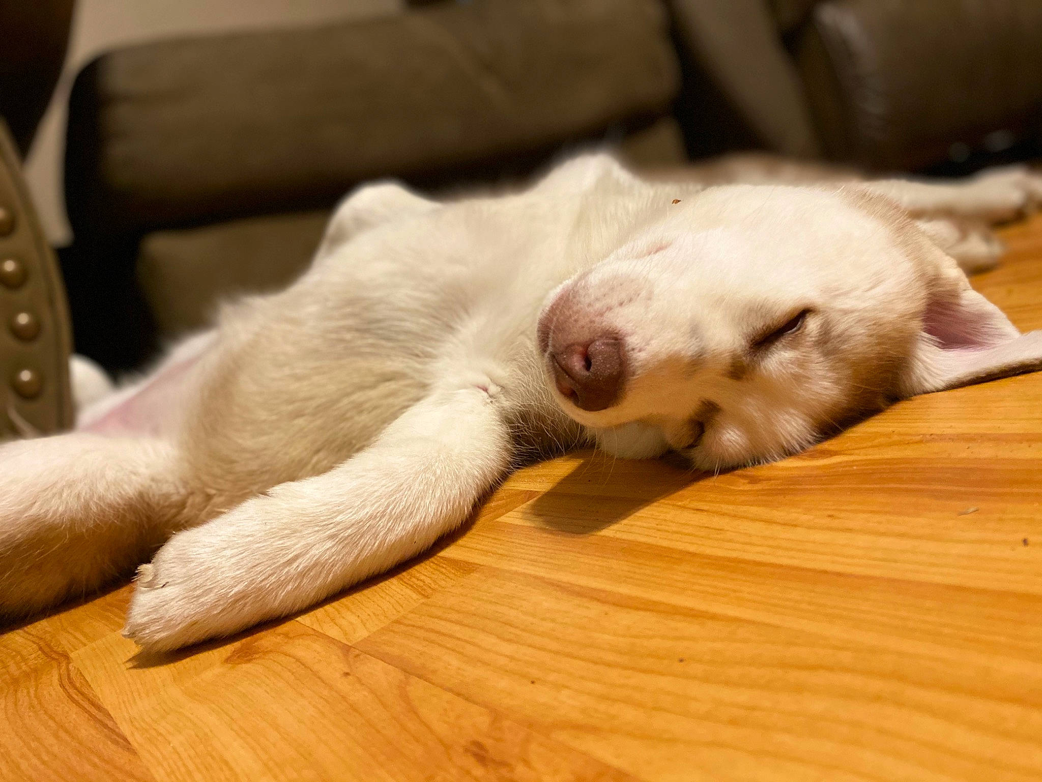 Sierra is registered to the contest to win money with this photo: canidae, carnivore, comfort, companion_dog, dog, dog_breed, fawn, felidae, flooring, hardwood, paw, small_to_medium_sized_cats, snout, sporting_group, tail, terrestrial_animal, whiskers, wood, wood_flooring, working_animal