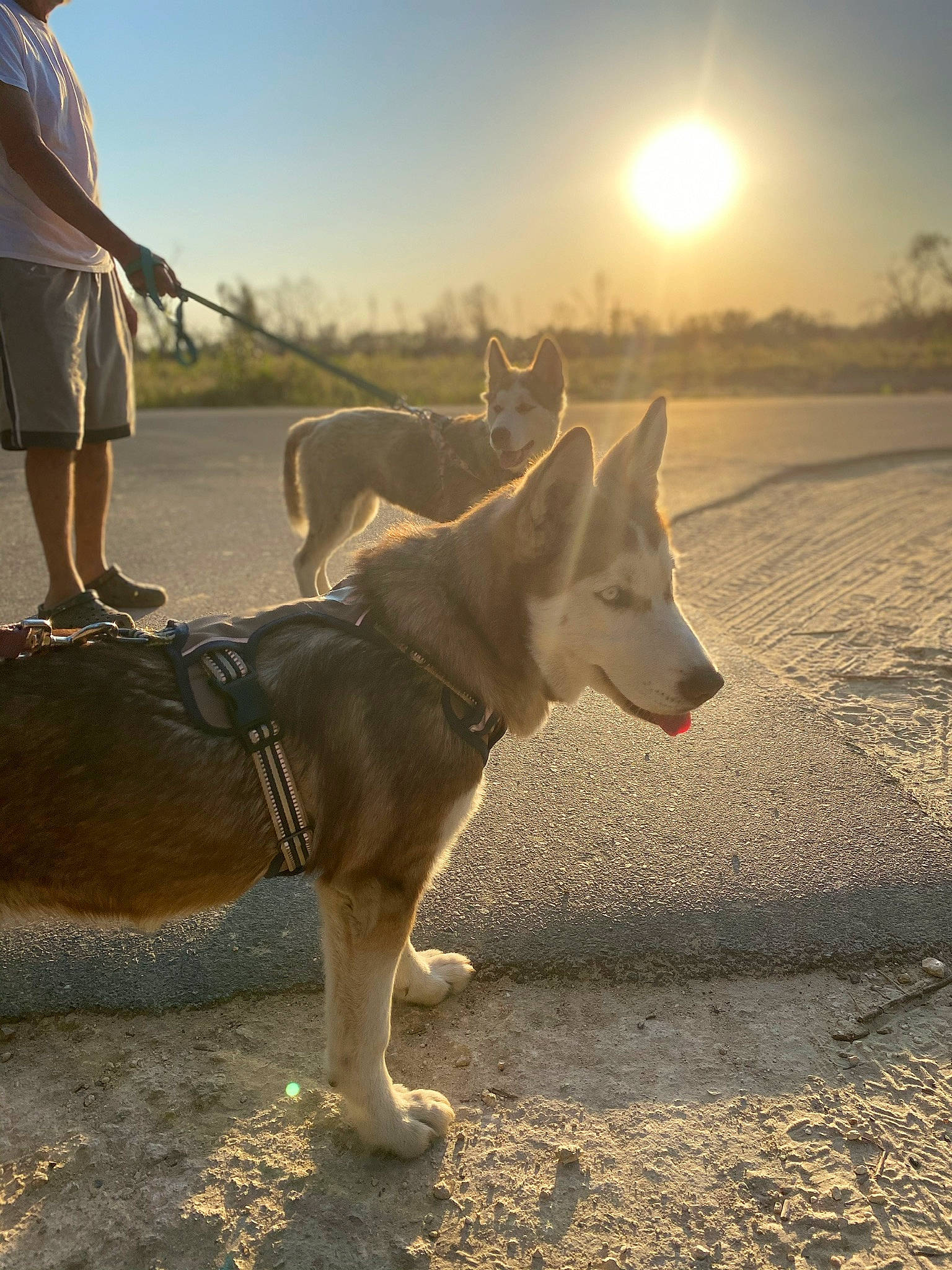 Sierra is registered to the contest to win money with this photo: adventure, canidae, carnivore, companion_dog, dog, dog_breed, dog_hiking, fashion_accessory, fawn, landscape, leash, pack_animal, recreation, sand, shorts, sky, sporting_group, sunlight, walking, working_animal