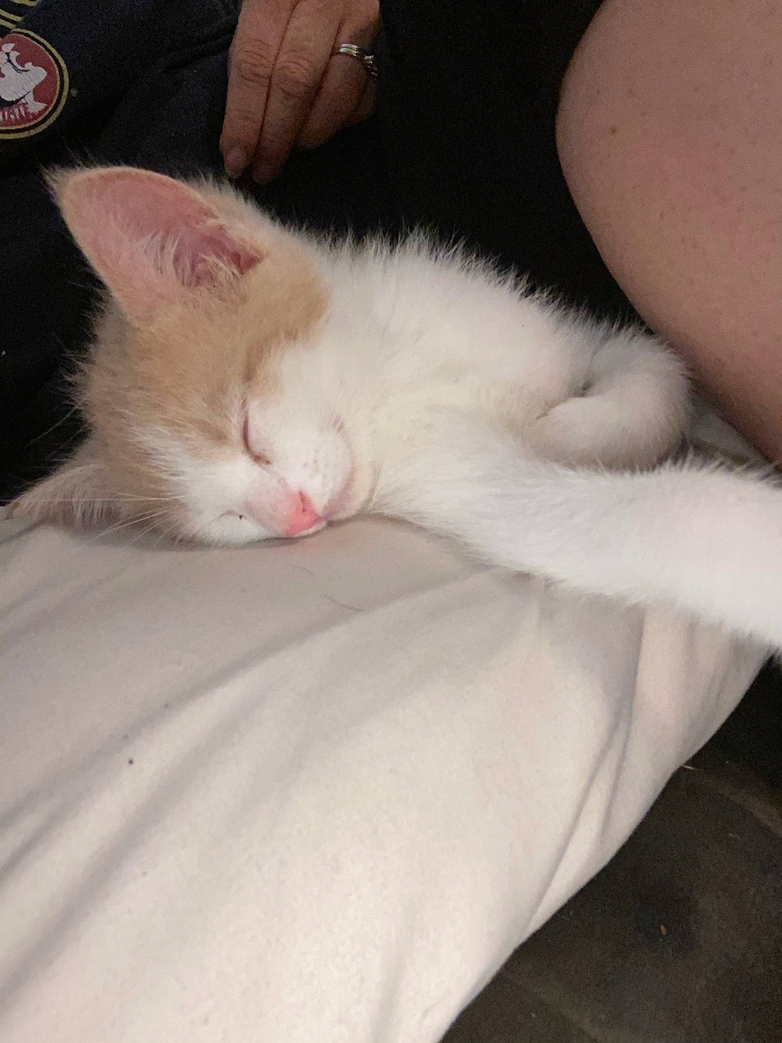 Mikey joined the competition — help win amazing prizes! carnivore, cat, claw, comfort, domestic_short_haired_cat, ear, eye, fawn, felidae, fur, human_leg, linens, nail, nap, paw, sleep, small_to_medium_sized_cats, snout, tail, whiskers