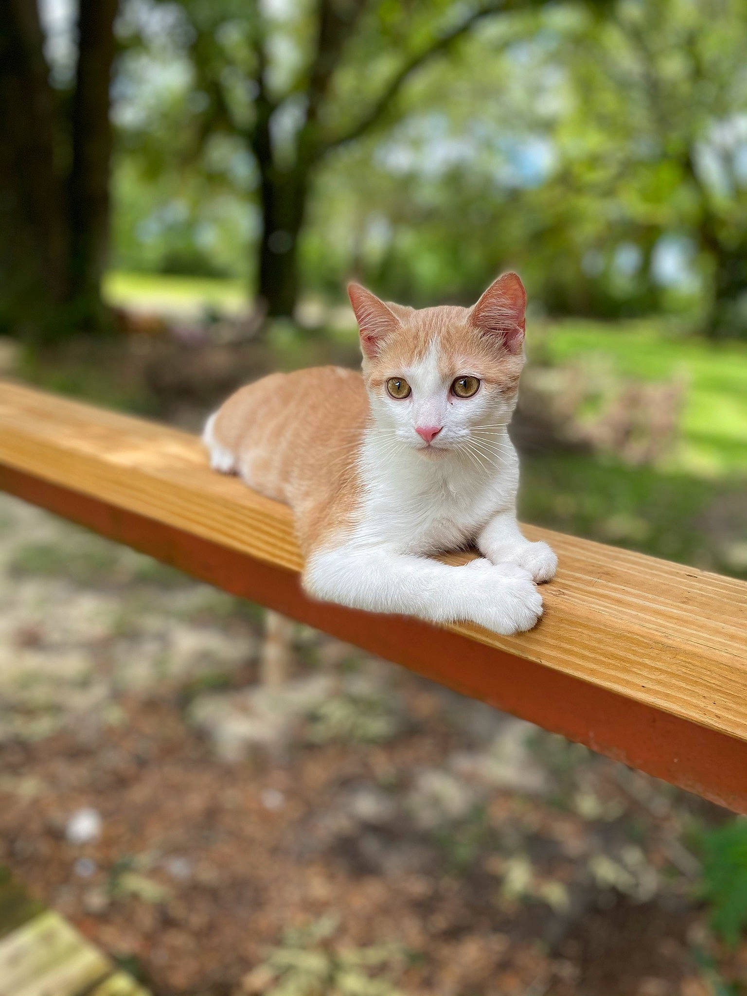 Mikey joined the competition — help win amazing prizes! carnivore, cat, domestic_short_haired_cat, eye, fawn, felidae, fur, grass, hardwood, plant, sitting, small_to_medium_sized_cats, snout, tail, terrestrial_animal, tree, trunk, whiskers, wildlife, wood