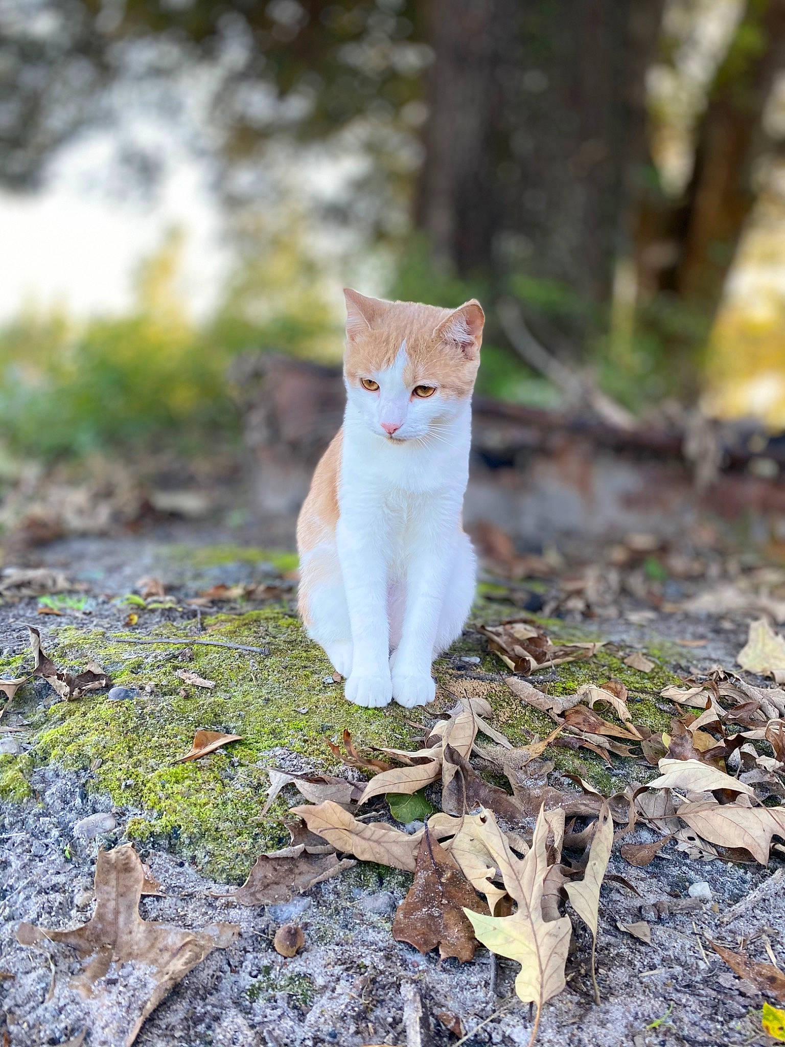 Mikey is registered to the contest to win money with this photo: carnivore, cat, fawn, felidae, forest, fur, grass, natural_landscape, plant, sitting, small_to_medium_sized_cats, snout, soil, tail, terrestrial_animal, tree, trunk, whiskers, wildlife, wood