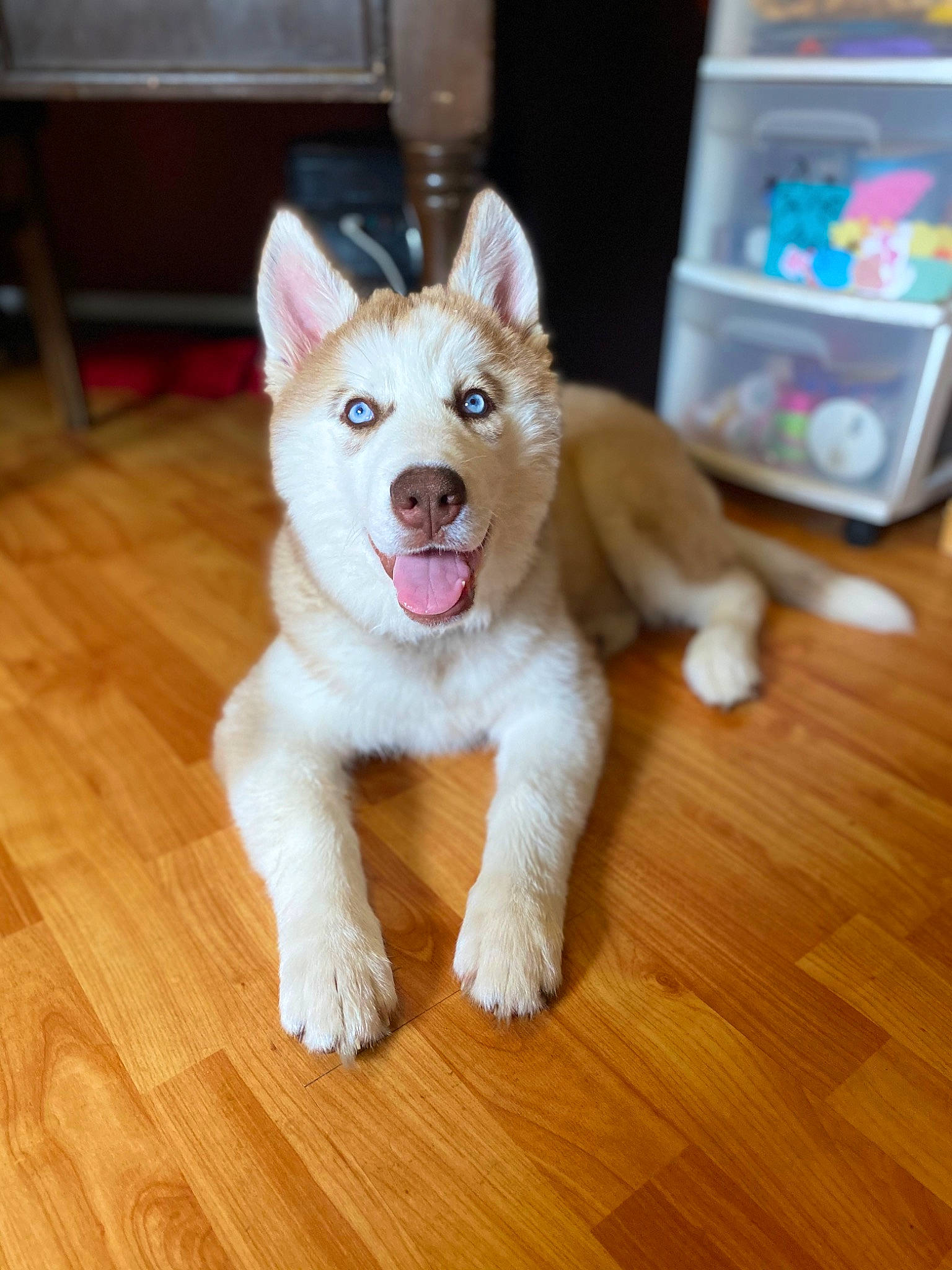 Sasha is registered to the contest to win money with this photo: canidae, carnivore, companion_dog, dog, dog_breed, fawn, floor, flooring, fur, hardwood, paw, snout, sporting_group, tail, varnish, whiskers, wood, wood_flooring, wood_stain, working_animal