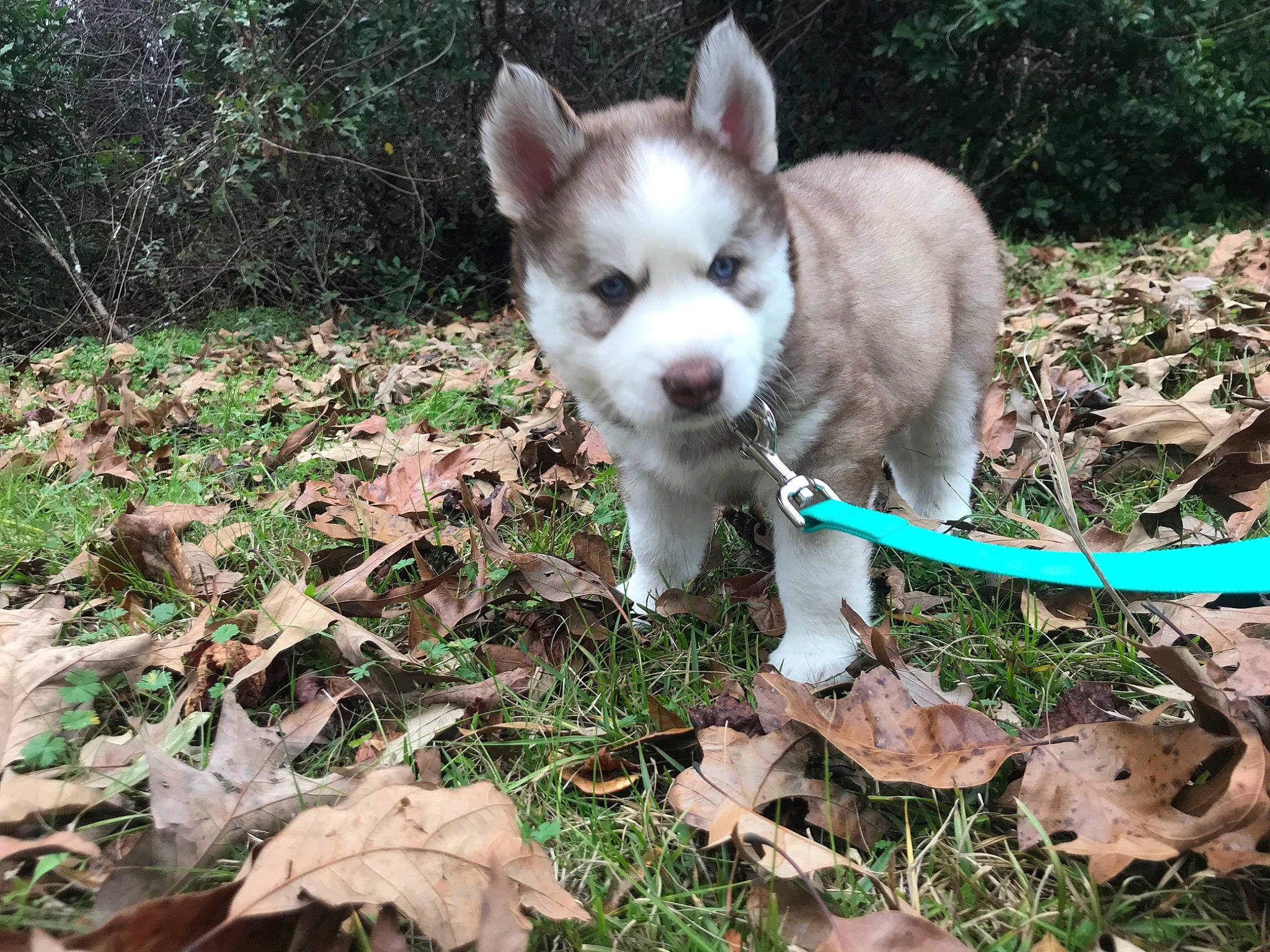 Sasha is registered to the contest to win money with this photo: canidae, carnivore, companion_dog, dog, dog_breed, fawn, fur, grass, groundcover, jaw, non_sporting_group, plant, siberian_husky, snout, soil, sporting_group, tail, terrestrial_animal, whiskers, working_animal