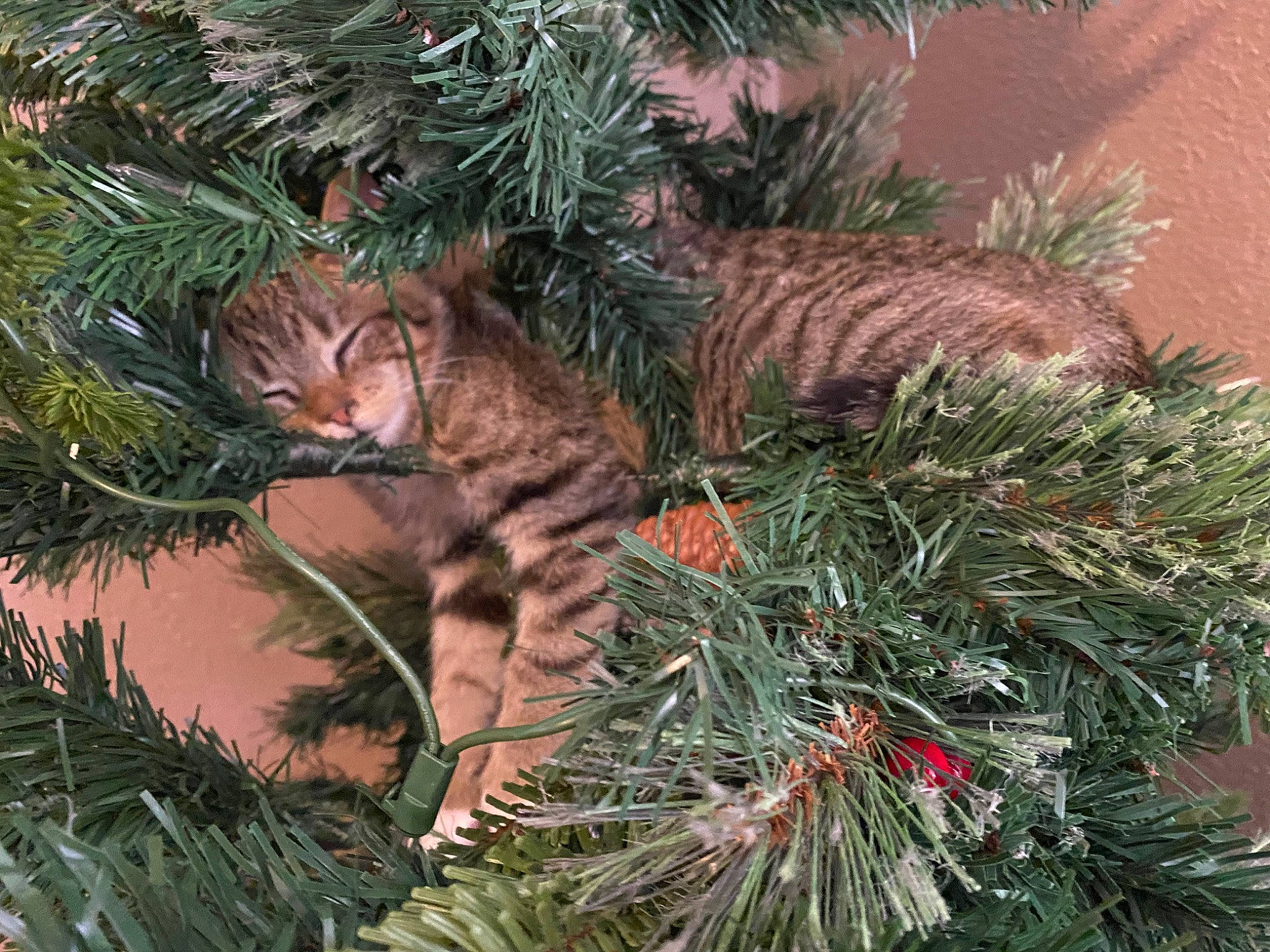 Piper joined the competition — help win amazing prizes! branch, carnivore, cat, christmas_decoration, christmas_ornament, christmas_tree, evergreen, fawn, felidae, grass, holiday, holiday_ornament, larch, organism, plant, terrestrial_plant, tree, twig, whiskers, woody_plant