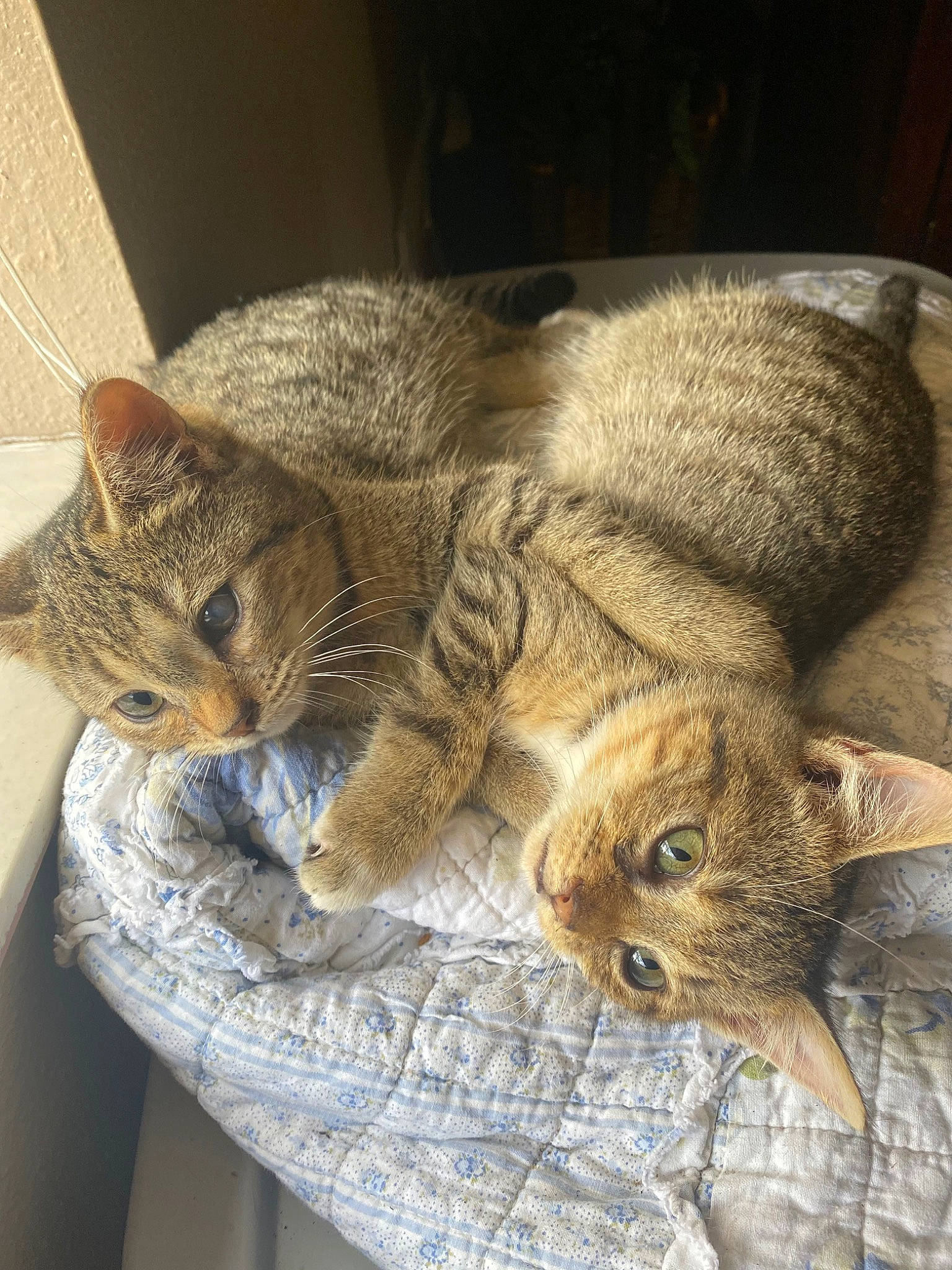 Piper joined the competition — help win amazing prizes! carnivore, cat, claw, comfort, domestic_short_haired_cat, ear, eye, felidae, fur, nap, paw, sitting, small_to_medium_sized_cats, snout, tail, terrestrial_animal, tree, vertebrate, whiskers, window