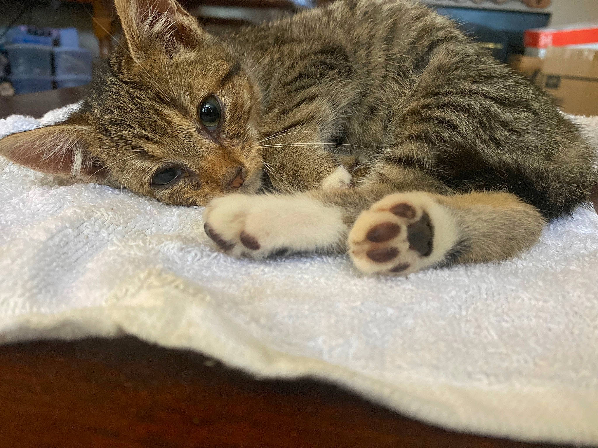 Piper is registered to the contest to win money with this photo: carnivore, cat, claw, comfort, domestic_short_haired_cat, felidae, fur, linens, nap, paw, small_to_medium_sized_cats, snout, tail, terrestrial_animal, whiskers, wildlife