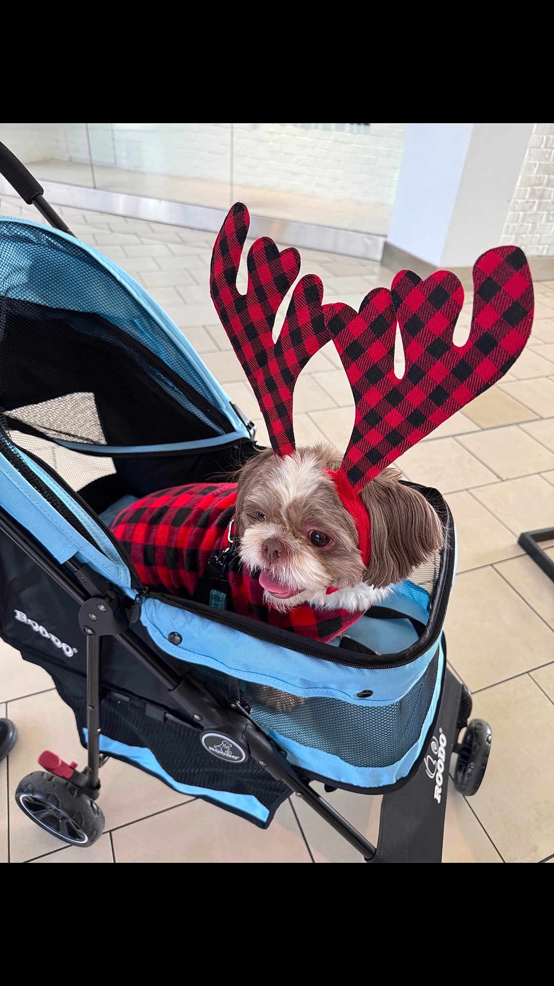 Jordan joined the competition — help win amazing prizes! dog, pet_stroller, reindeer_antlers, red_black_checkered, costume, indoor, tile_floor, small_dog, happy, tongue_out, fur, holiday, festive, accessory, canine, cute, animal, transport, pet, cozy