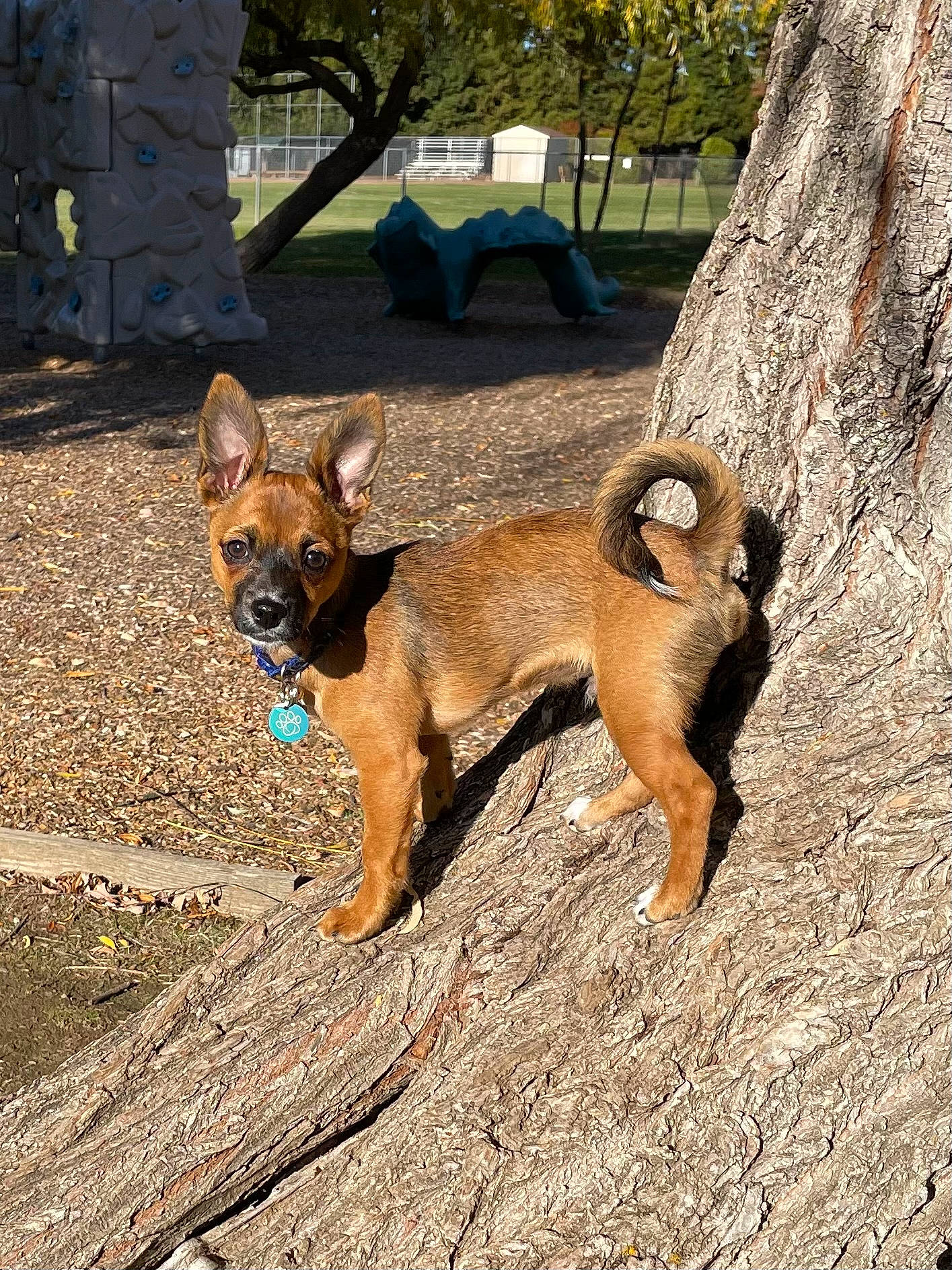 Leo is registered to the contest to win money with this photo: ancient_dog_breeds, canidae, carnivore, companion_dog, dog, dog_breed, dog_supply, fawn, herding_dog, plant, snout, soil, sporting_group, tail, terrestrial_animal, tree, wildlife, wood, working_animal, working_dog