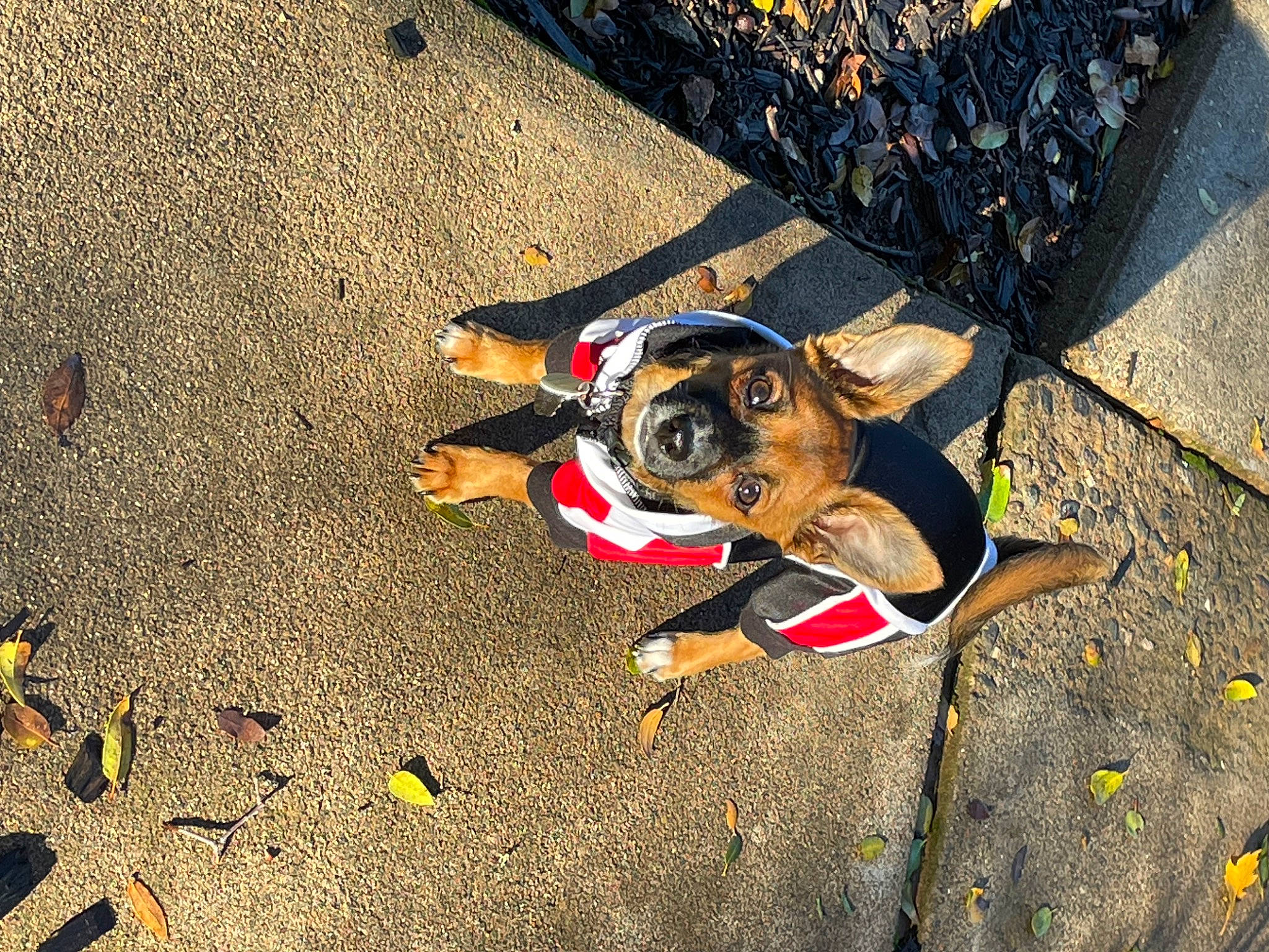 Leo joined the competition — help win amazing prizes! asphalt, carnivore, companion_dog, concrete, dog, dog_breed, dog_supply, fashion_accessory, fawn, grass, leash, road_surface, shadow, sidewalk, soil, sunglasses, tar, tints_and_shades, toy_dog, working_animal