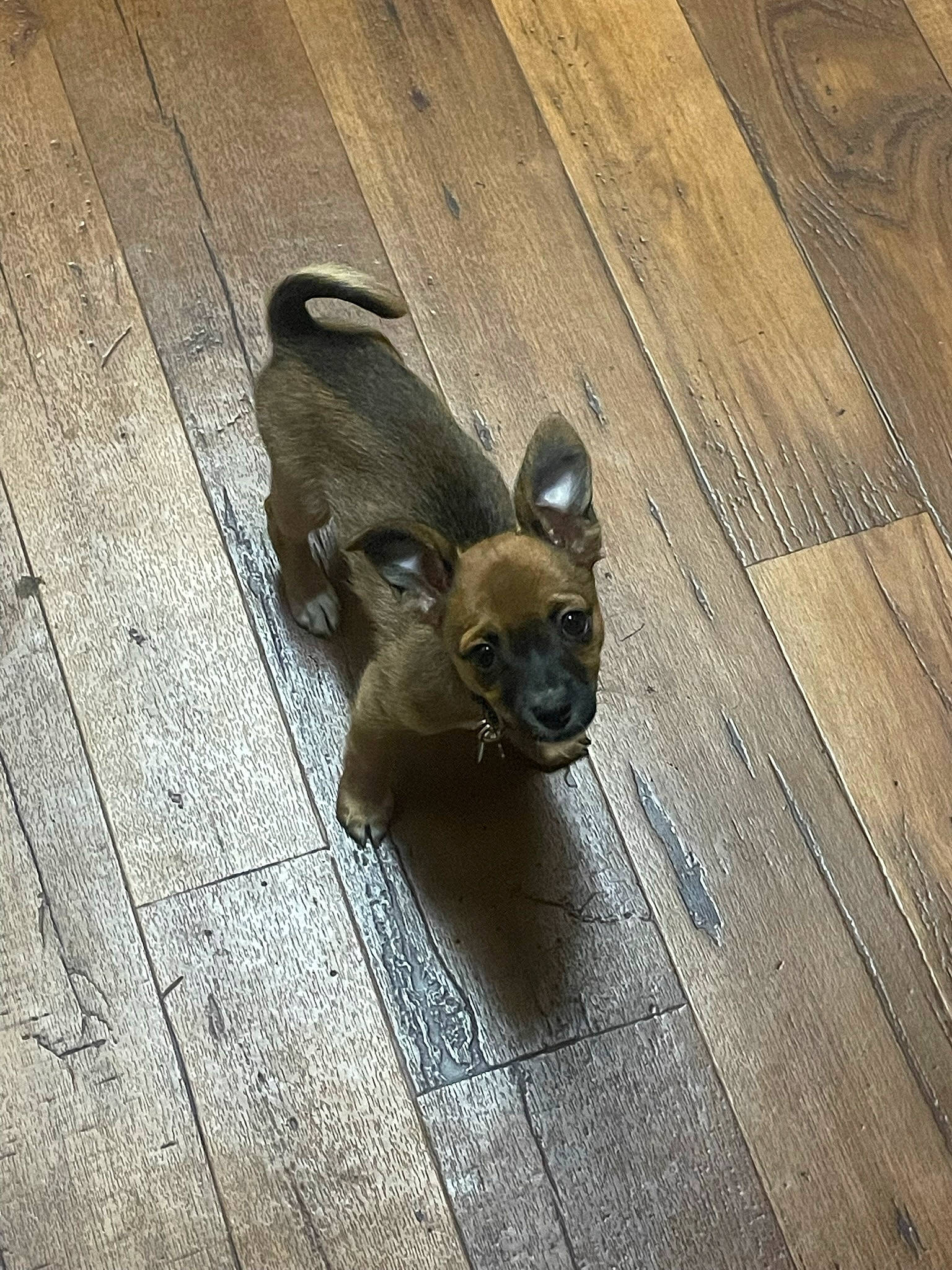 Leo is registered to the contest to win money with this photo: canidae, carnivore, companion_dog, dog, dog_breed, floor, flooring, hardwood, liver, paw, plank, plywood, tail, terrestrial_animal, toy_dog, varnish, wood, wood_flooring, wood_stain, working_animal