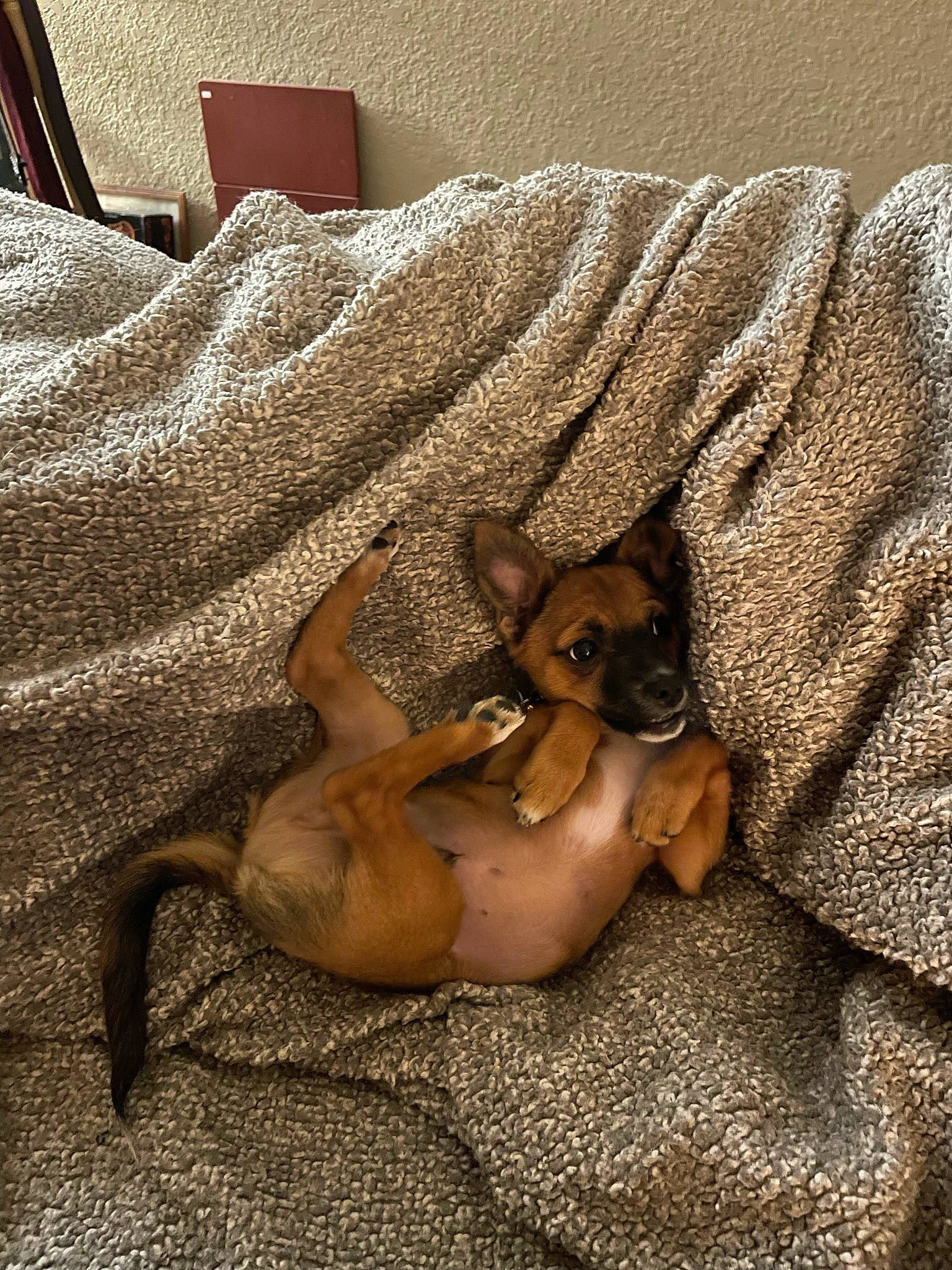Leo is registered to the contest to win money with this photo: art, bed, bed_sheet, bedding, brown, canidae, carnivore, comfort, companion_dog, dog, dog_breed, fawn, flooring, hardwood, linens, room, sporting_group, tail, wood, working_animal