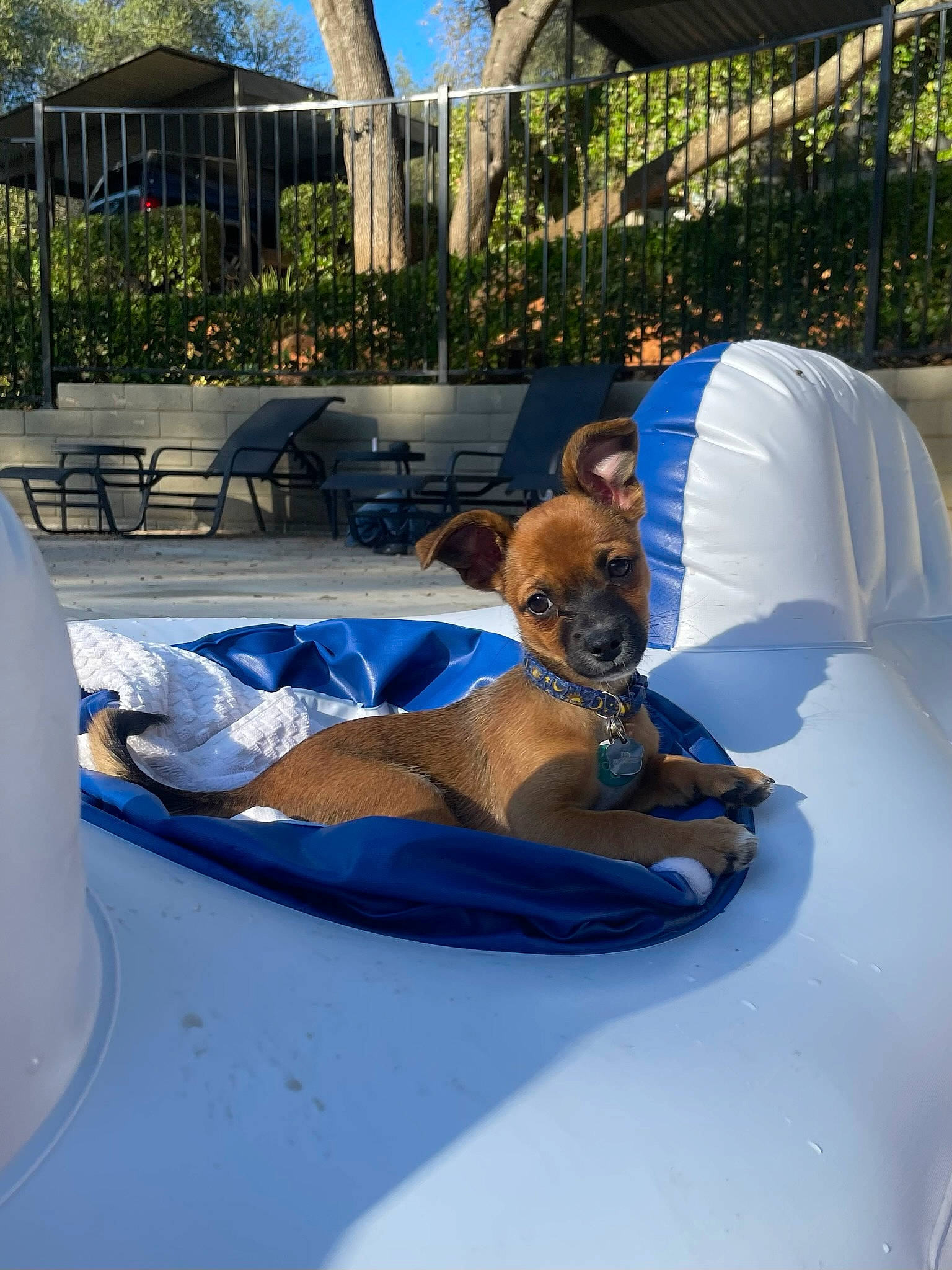 Leo is registered to the contest to win money with this photo: automotive_exterior, azure, boats_and_boating_equipment_and_supplies, carnivore, chair, comfort, companion_dog, dog, dog_breed, fawn, grass, hood, leisure, mammal, outdoor_furniture, plant, recreation, shade, tree, vehicle