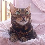 Mika a rejoint le concours — aidez-le/la à gagner de superbes lots ! cat, tabby_cat, green_eyes, pet, animal, feline, indoor, chair, blanket, pink, fur, whiskers, ears, paws, looking_up, relaxed, cozy, balcony, daylight, portrait