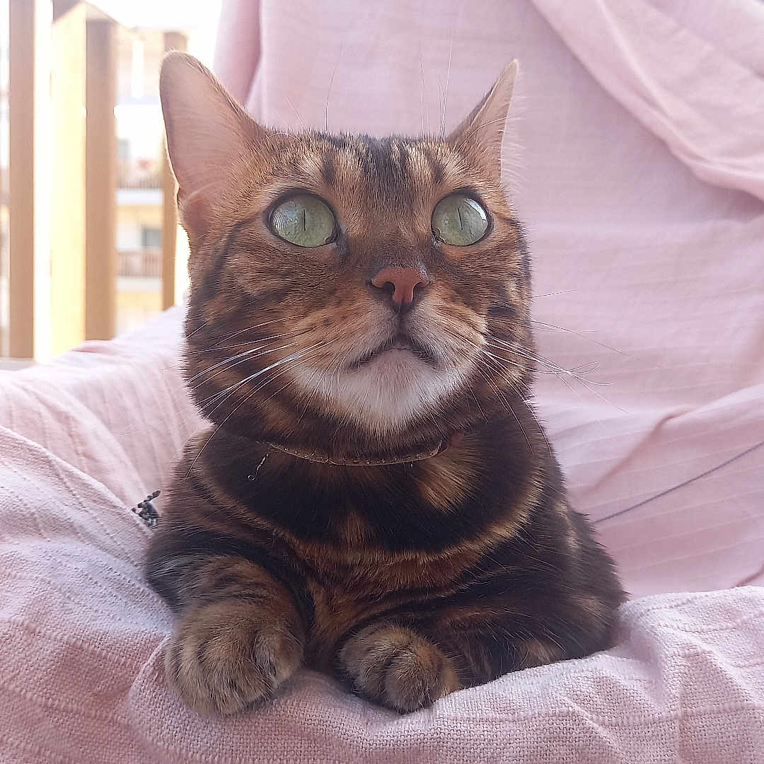 Mika