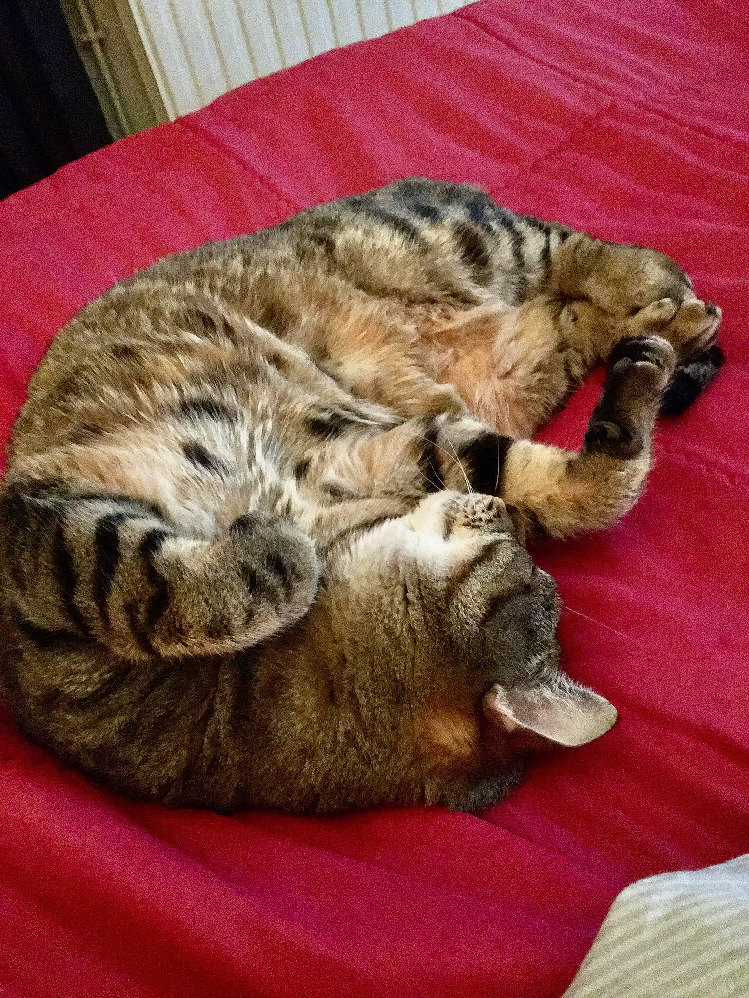 Tigrou a rejoint le concours — aidez-le/la à gagner de superbes lots ! carnivore, cat, claw, comfort, domestic_short_haired_cat, fawn, felidae, fur, linens, mammal, nap, paw, sleep, small_to_medium_sized_cats, snout, tail, terrestrial_animal, vertebrate, whiskers, wildlife