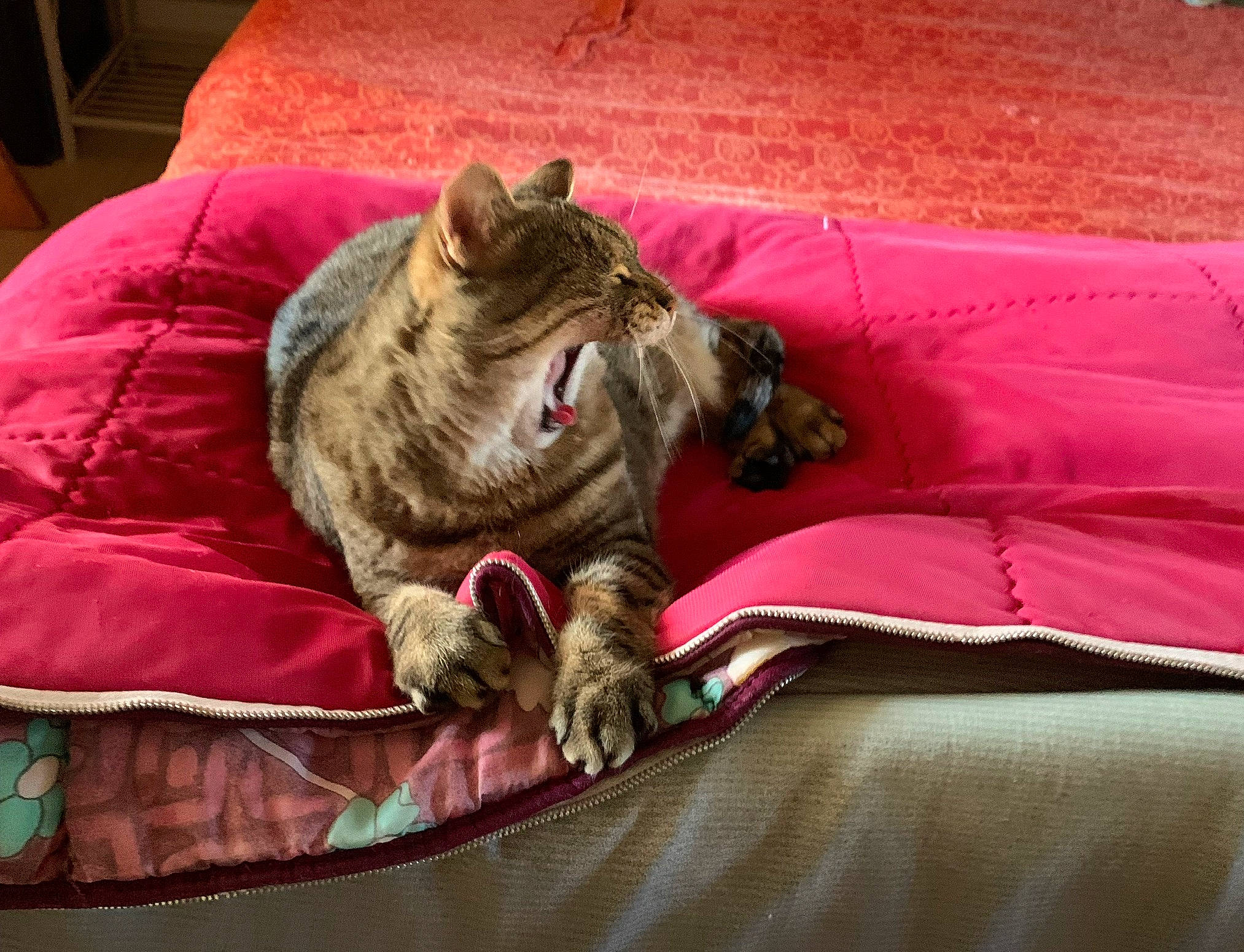 Tigrou a rejoint le concours — aidez-le/la à gagner de superbes lots ! bed, bed_sheet, bedding, carnivore, cat, claw, comfort, domestic_short_haired_cat, felidae, fur, linens, magenta, room, small_to_medium_sized_cats, terrestrial_animal, whiskers
