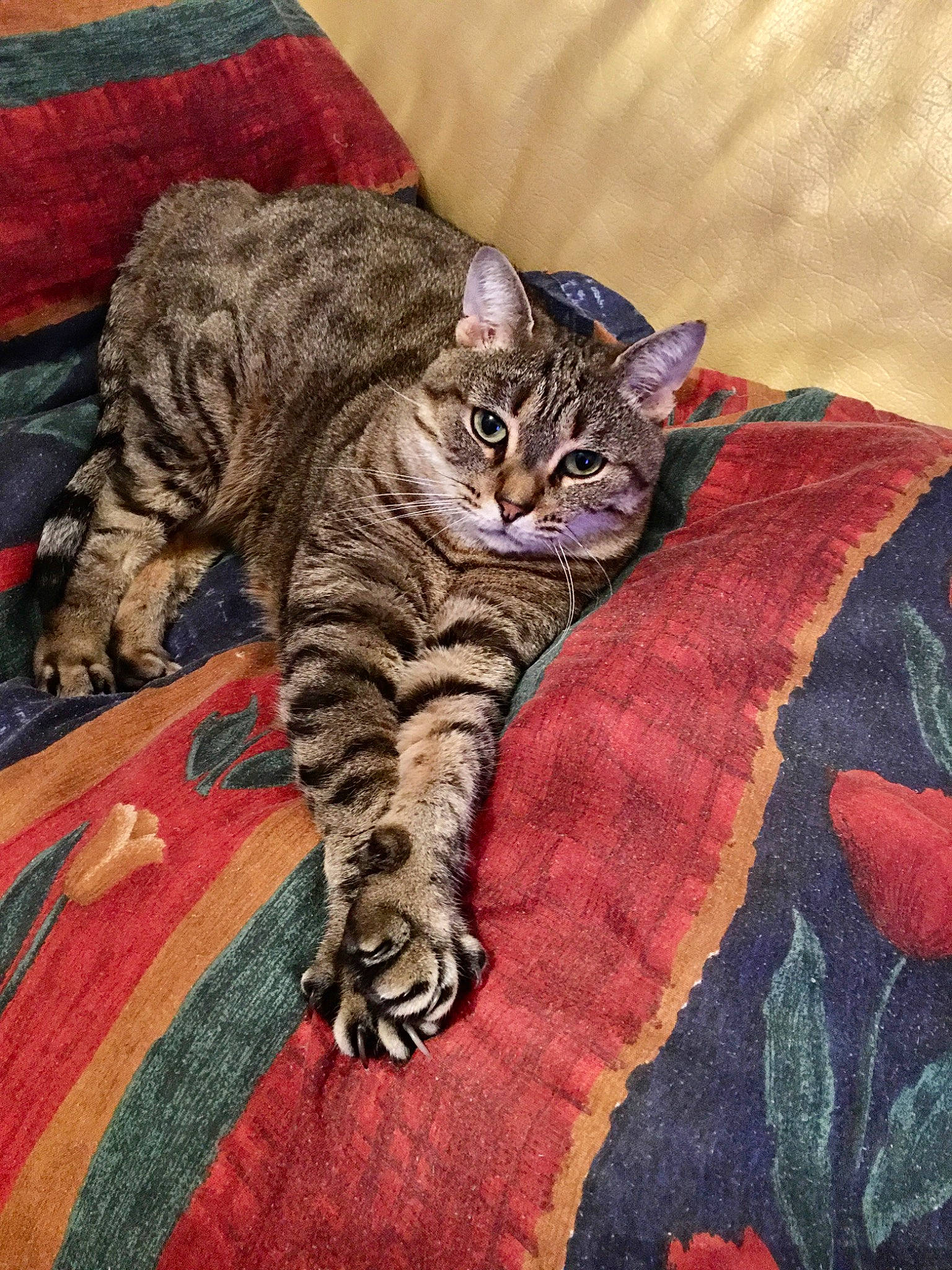 Tigrou participe au concours pour gagner de l'argent avec cette photo : art, carnivore, carpet, cat, claw, comfort, domestic_short_haired_cat, felidae, fur, grey, linens, nap, pattern, paw, sleep, small_to_medium_sized_cats, snout, tail, terrestrial_animal, whiskers