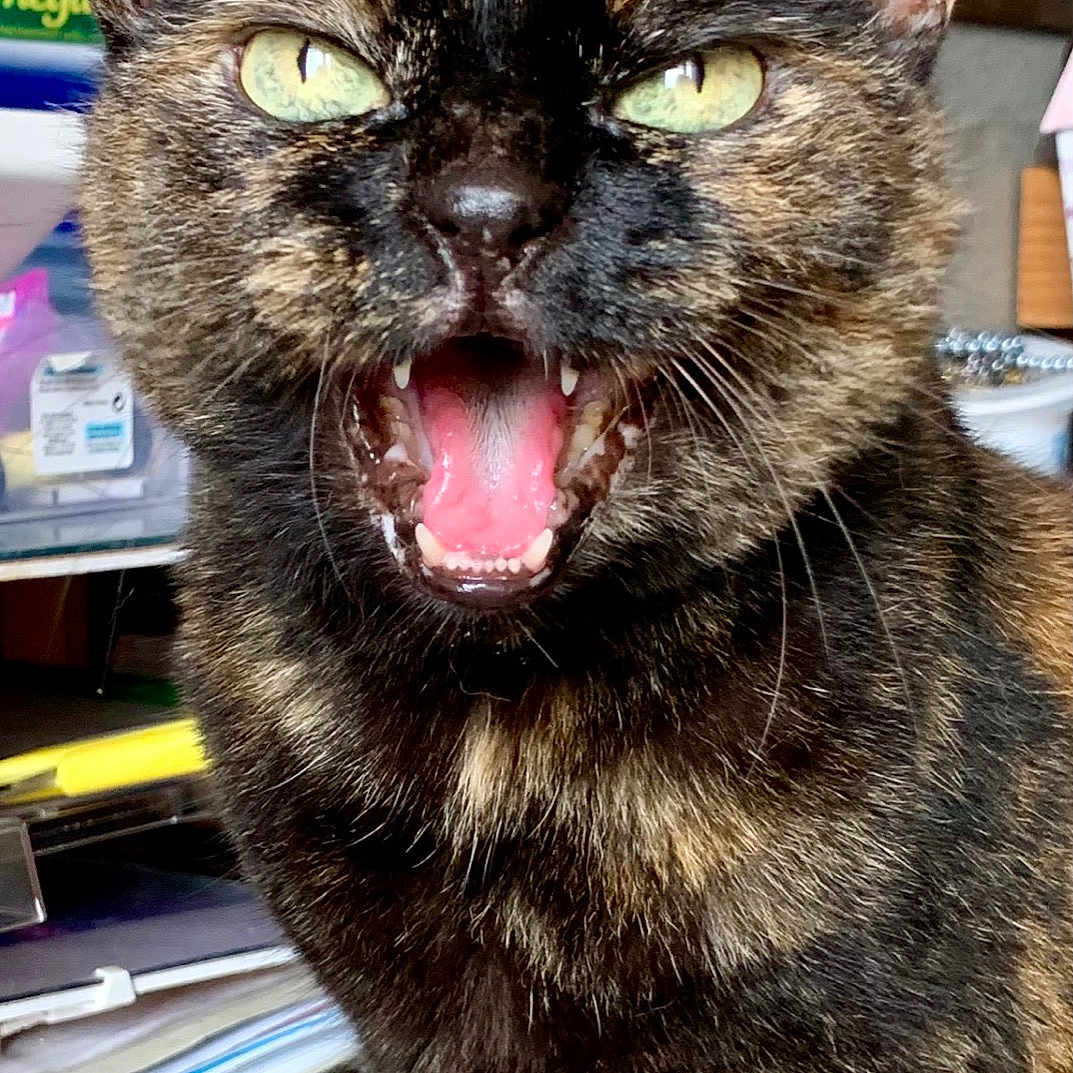 Câline