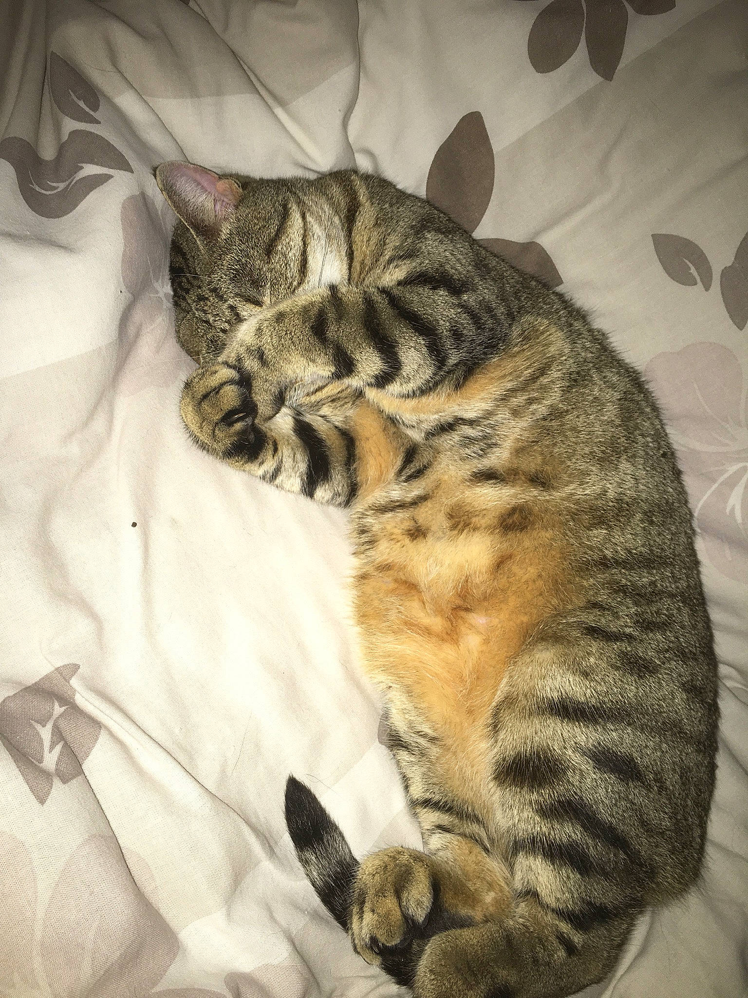 Tigrou a rejoint le concours — aidez-le/la à gagner de superbes lots ! american_shorthair, california_spangled, carnivore, cat, domestic_short_haired_cat, dragon_li, ear, european_shorthair, felidae, fur, kitten, mammal, nap, skin, sky, sleep, small_to_medium_sized_cats, snout, tabby_cat, whiskers