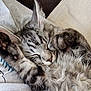 Leya participe au concours pour gagner de l'argent avec cette photo : cat, kitten, sleeping, fluffy, tabby, paw, fur, pet, cute, relaxed, cozy, animal, whiskers, indoor, resting, closeup, soft, cute_animal, adorable, napping
