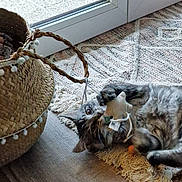 Leya a rejoint le concours — aidez-le/la à gagner de superbes lots ! cat, tabby_cat, toy, star_shaped_toy, rug, woven_basket, wood_floor, indoor, playful, pet, domestic_cat, window, natural_light, cozy, relaxed, fur, claws, paws, curious, home