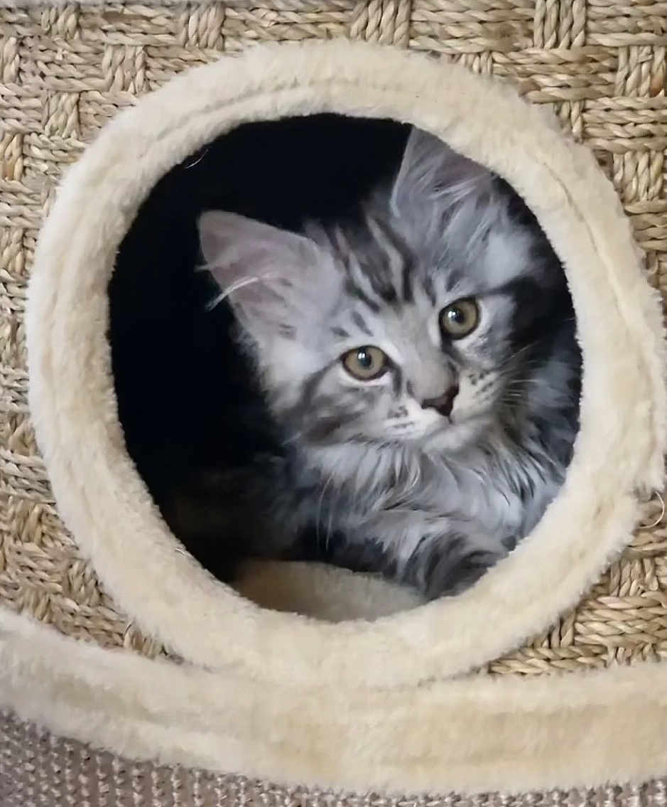 Leya participe au concours pour gagner de l'argent avec cette photo : kitten, cat, pet, feline, fluffy, gray_tabby, cute, curious, indoors, cat_house, circular_opening, woven_texture, soft, cozy, animal, young_cat, looking, closeup, home, resting