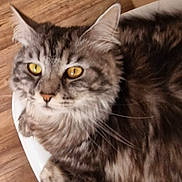 Leya participe au concours pour gagner de l'argent avec cette photo : animal, cat, closeup, curious, domestic, ears, face, feline, fluffy, fur, home, indoor, mammal, pet, relaxing, sitting, tabby, whiskers, wood_floor, yellow_eyes