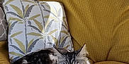 Leya participe au concours pour gagner de l'argent avec cette photo : cat, tabby, fluffy, yellow_couch, cushion, patterned_cushion, indoor, sunlight, relaxed, pet, feline, home, furniture, cozy, resting, domestic_animal, whiskers, tail, ears, soft_fur
