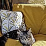 cat, tabby, fluffy, yellow_couch, cushion, patterned_cushion, indoor, sunlight, relaxed, pet, feline, home, furniture, cozy, resting, domestic_animal, whiskers, tail, ears, soft_fur