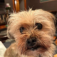 Benson joined the competition — help win amazing prizes! dog, puppy, small_dog, shaggy_fur, scruffy, fluffy, tan_fur, brown_fur, black_nose, brown_eyes, close_up, portrait, pet, animal, indoors, home, furniture, wall_art, cozy, funny