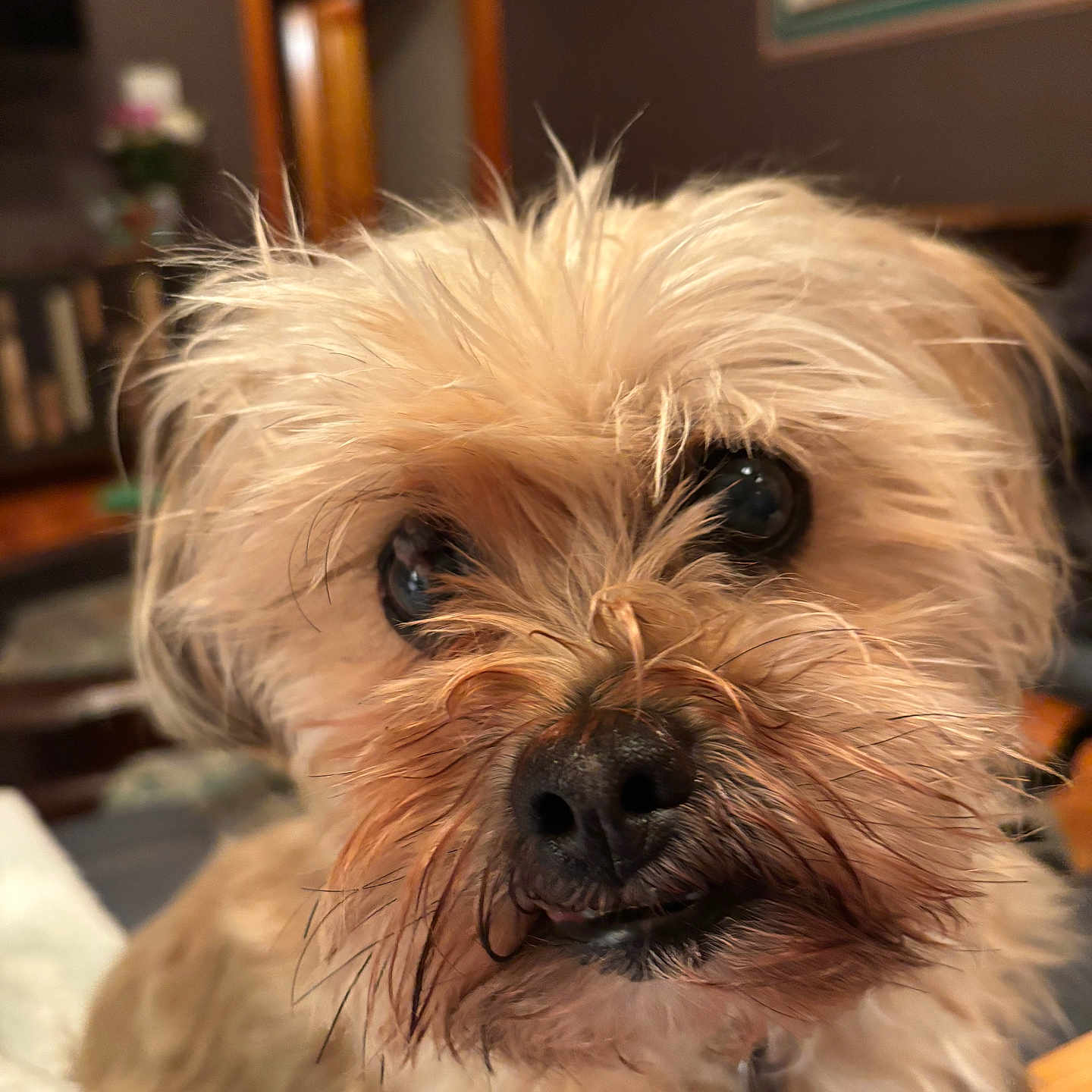 Benson joined the competition — help win amazing prizes! dog, puppy, small_dog, shaggy_fur, scruffy, fluffy, tan_fur, brown_fur, black_nose, brown_eyes, close_up, portrait, pet, animal, indoors, home, furniture, wall_art, cozy, funny