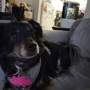 Zoey is registered to the contest to win money with this photo: dog, pet, couch, indoor, furniture, harness, black_dog, brown_dog, relaxed, home, living_room, animal, canine, domestic, fur, portrait, seated, looking, companion, cute