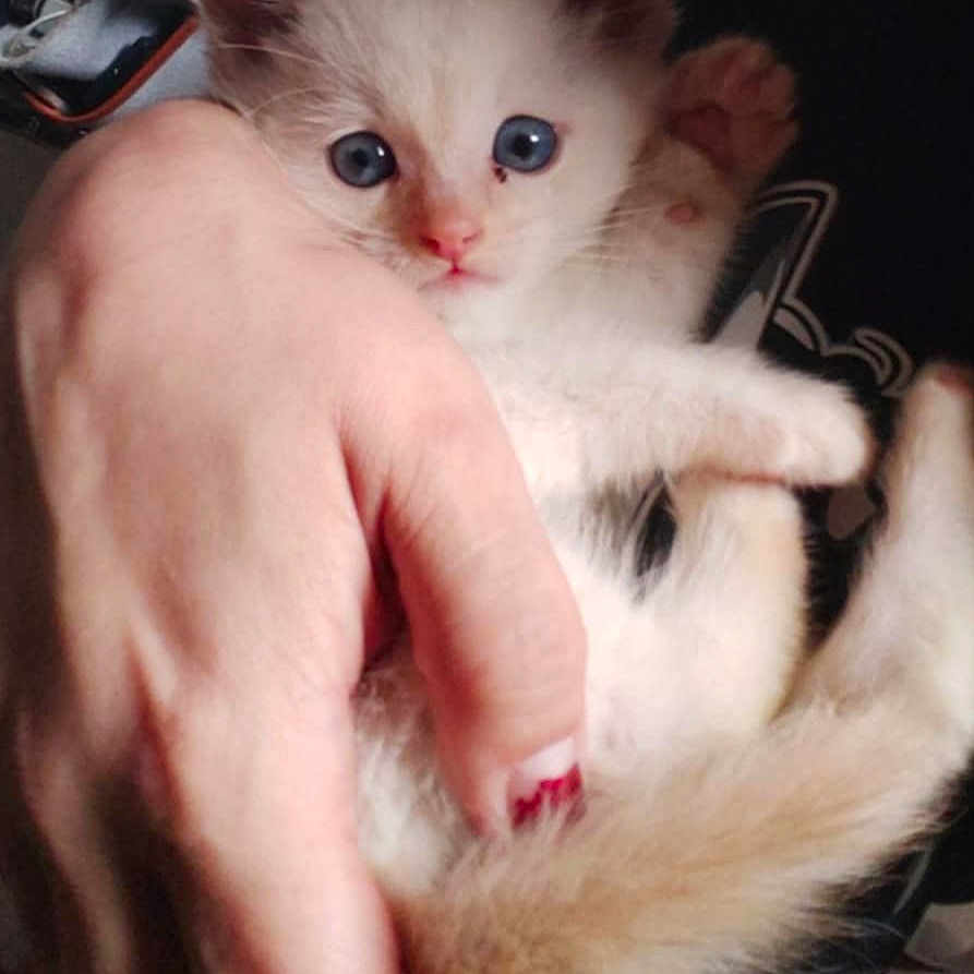 Paw Stanley is registered to the contest to win money with this photo: abyssinian, angora, animal, bodypart, cat, computerhardware, doctor, electronics, finger, hand, hardware, kitten, manx, mouse, person, pet, siamese