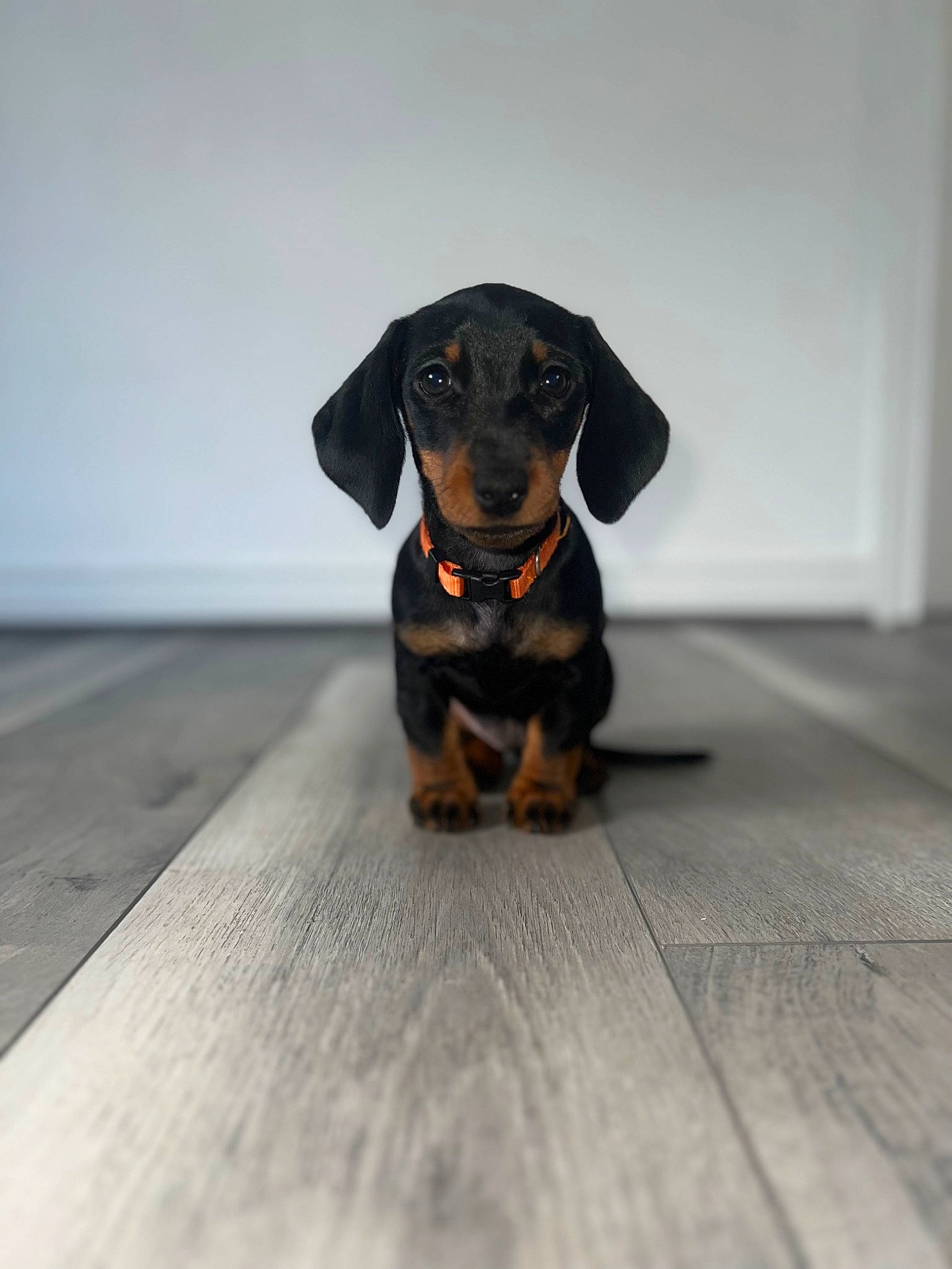 Frankie is registered to the contest to win money with this photo: canidae, carnivore, companion_dog, dachshund, dog, dog_breed, fawn, floor, flooring, fur, grey, hardwood, hound, liver, pet_supply, puppy, terrestrial_animal, wood, working_animal, working_dog