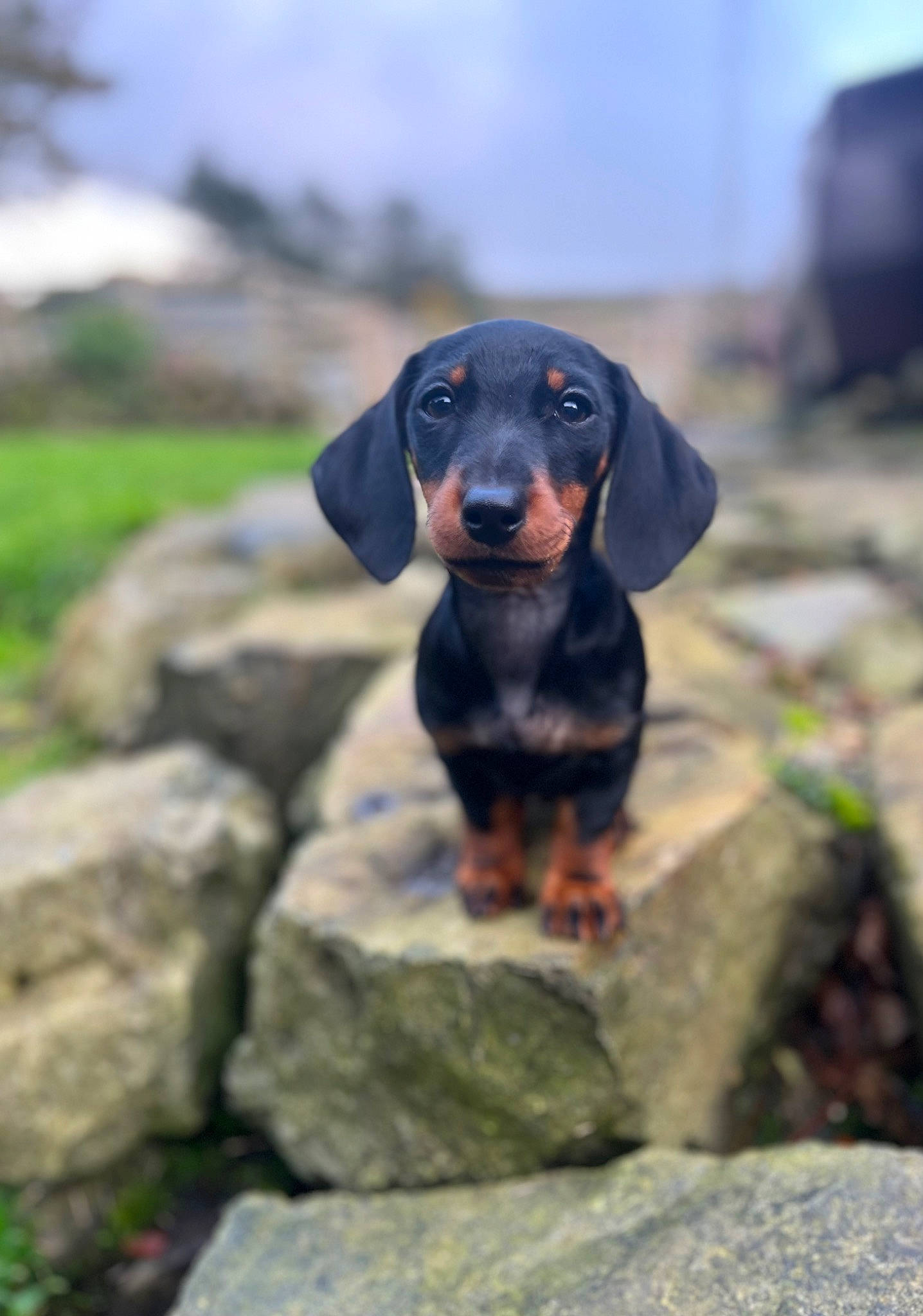 Frankie joined the competition — help win amazing prizes! bedrock, canidae, carnivore, companion_dog, dog, dog_breed, electric_blue, eye, grass, hound, landscape, liver, plant, rock, scent_hound, sky, snout, sporting_group, terrestrial_animal, working_animal